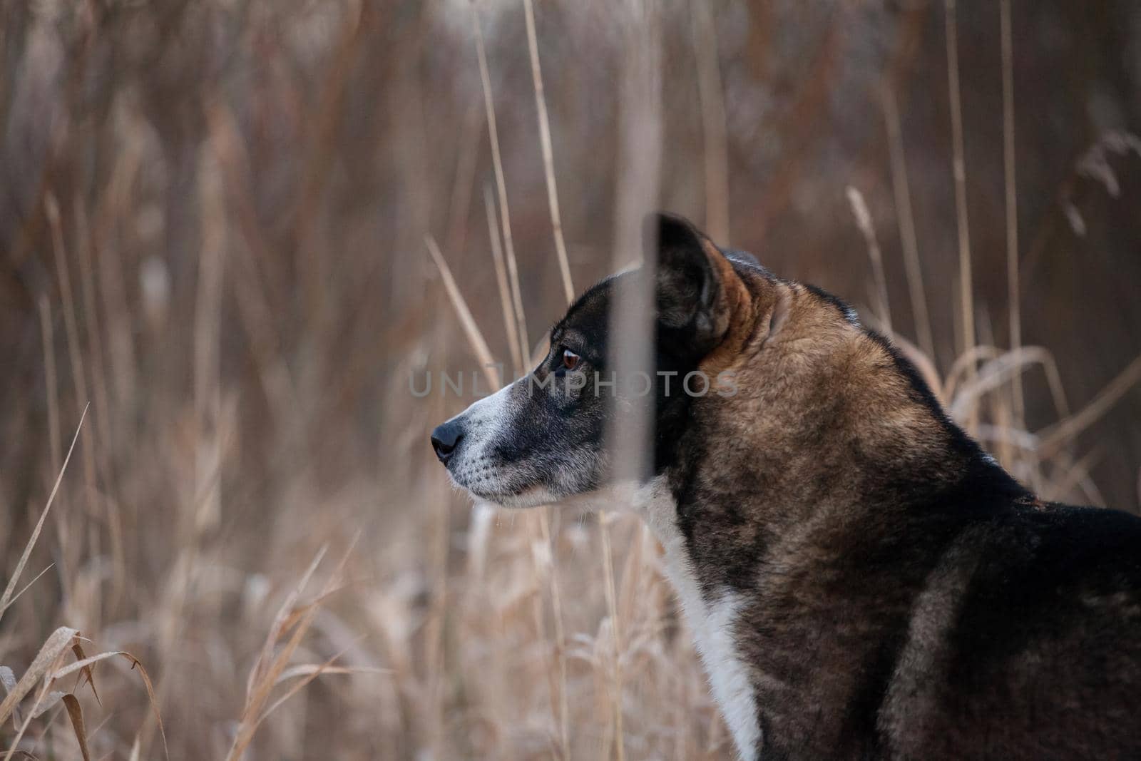 Mixed breed dog portrait in the autumn field