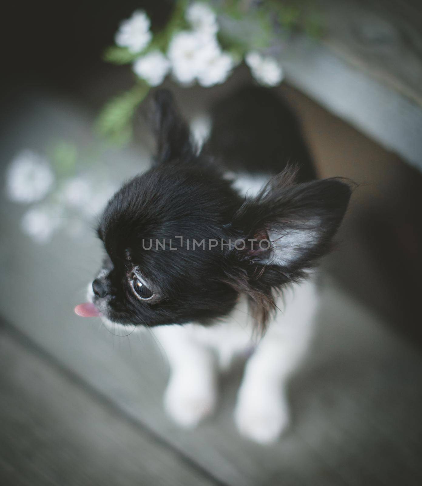 Pretty black and white Chihuahua puppy with flowers by RosaJay