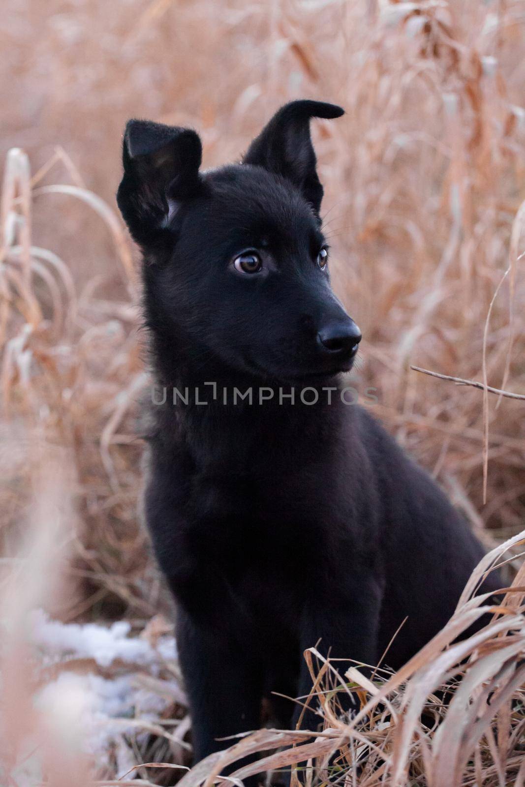 3 month old east-european shepherd dog in the field