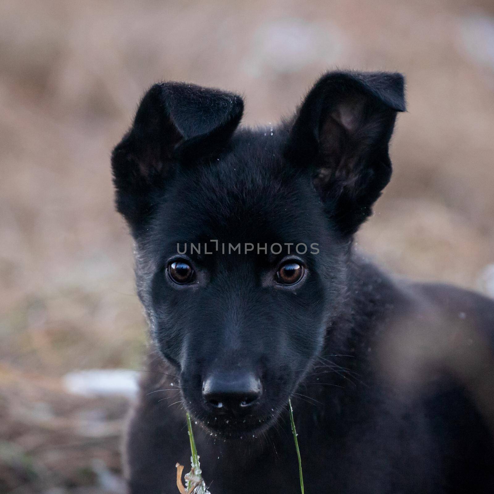 3 month old shepherd dog in the field by RosaJay