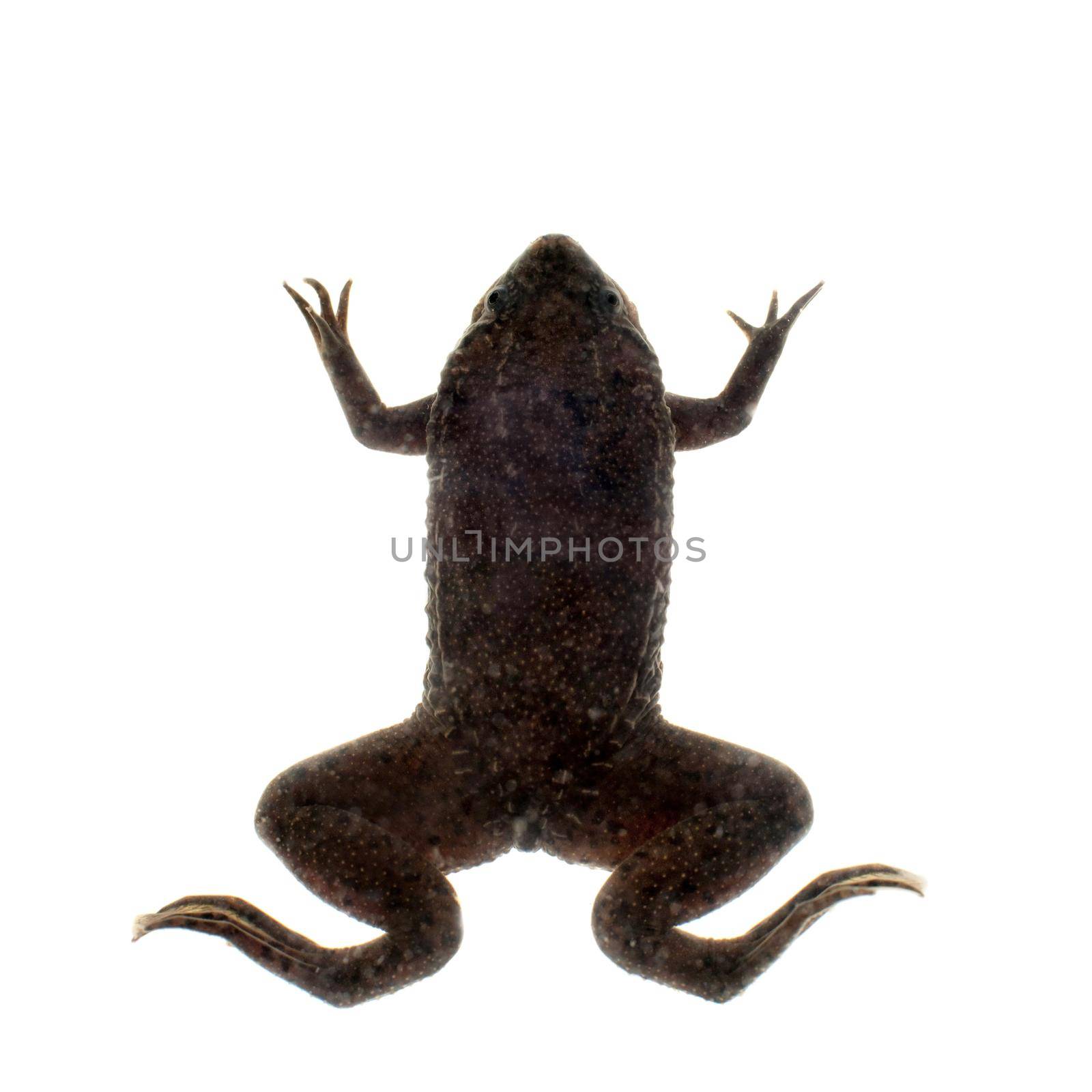A Carvalho's Surinam toad on white background by RosaJay