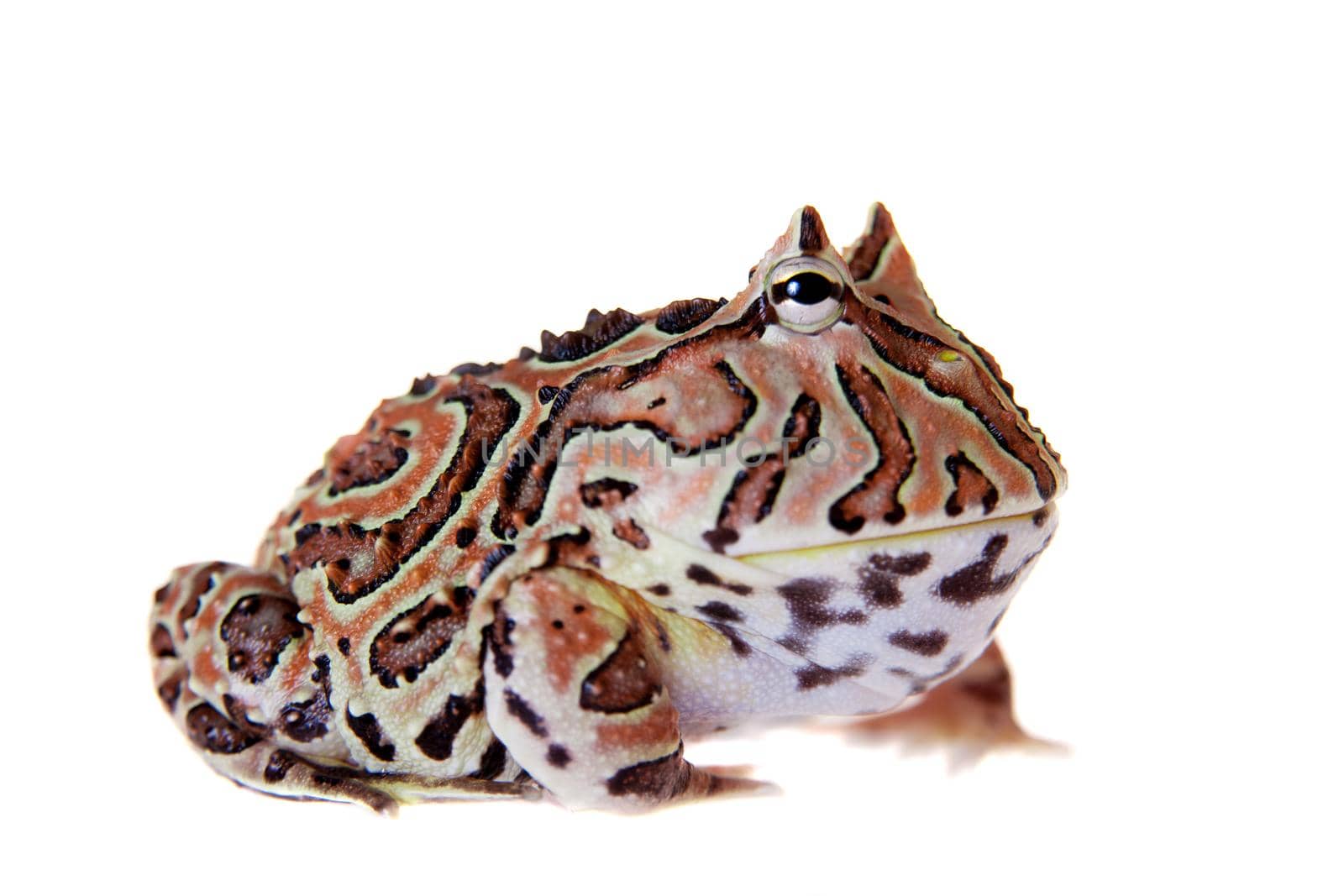 The Fantasy horned frog isolated on white background