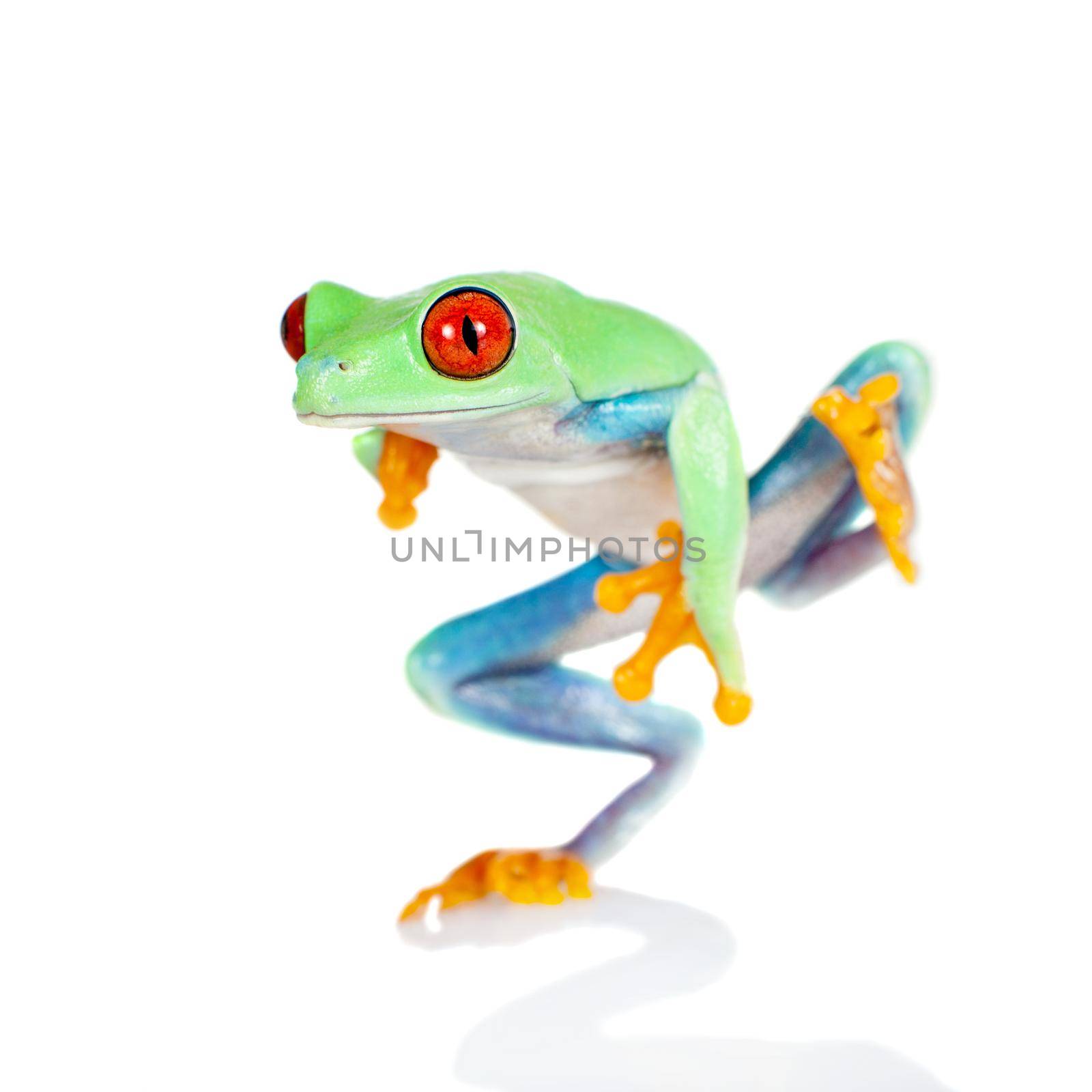 red eyed tree frog isolated on white. Agalychnis callidrias a tropical amphibian from the rain forest of Costa Rica and Panama. Beautiful jungle animal.