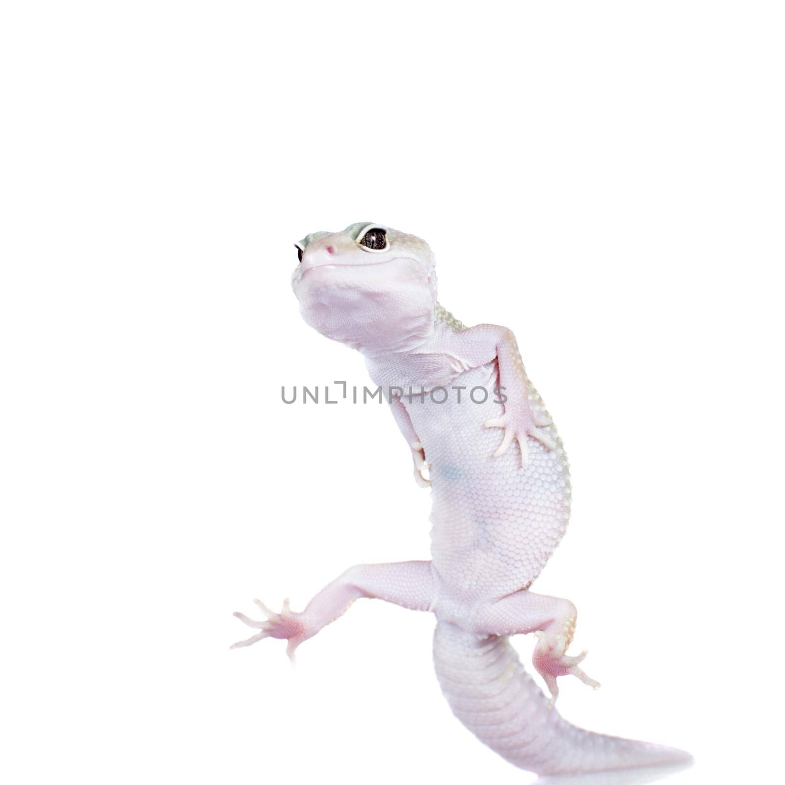 Leopard Gecko dancing on a white background by RosaJay