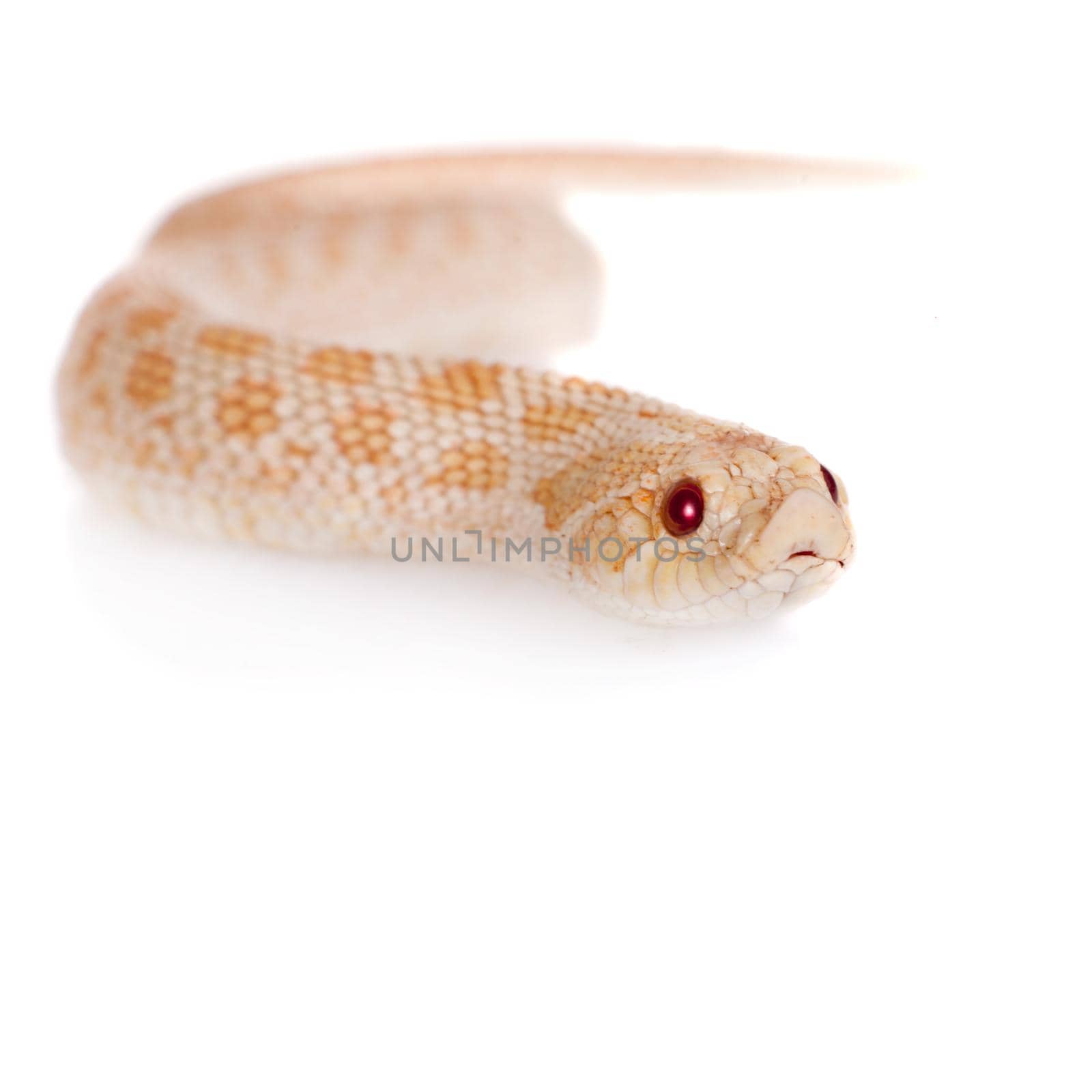 Western hog-nosed snake, Heterodon nasicus against white background by RosaJay