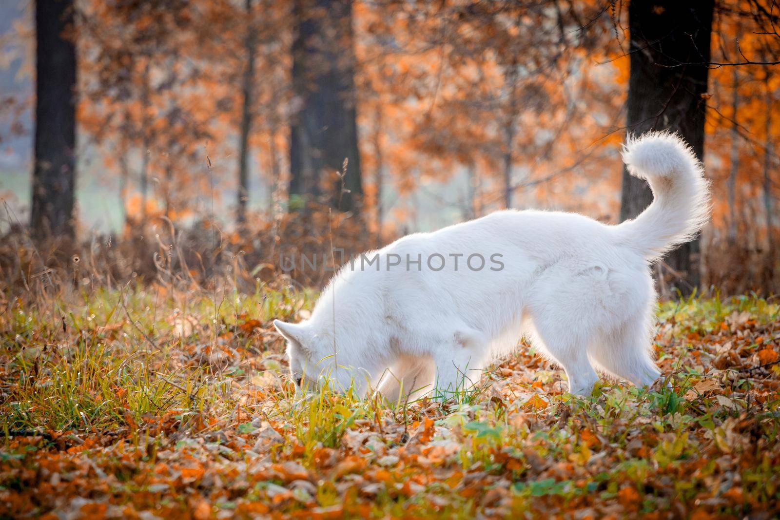 Amazing white swiss shepherd dog in autumn park
