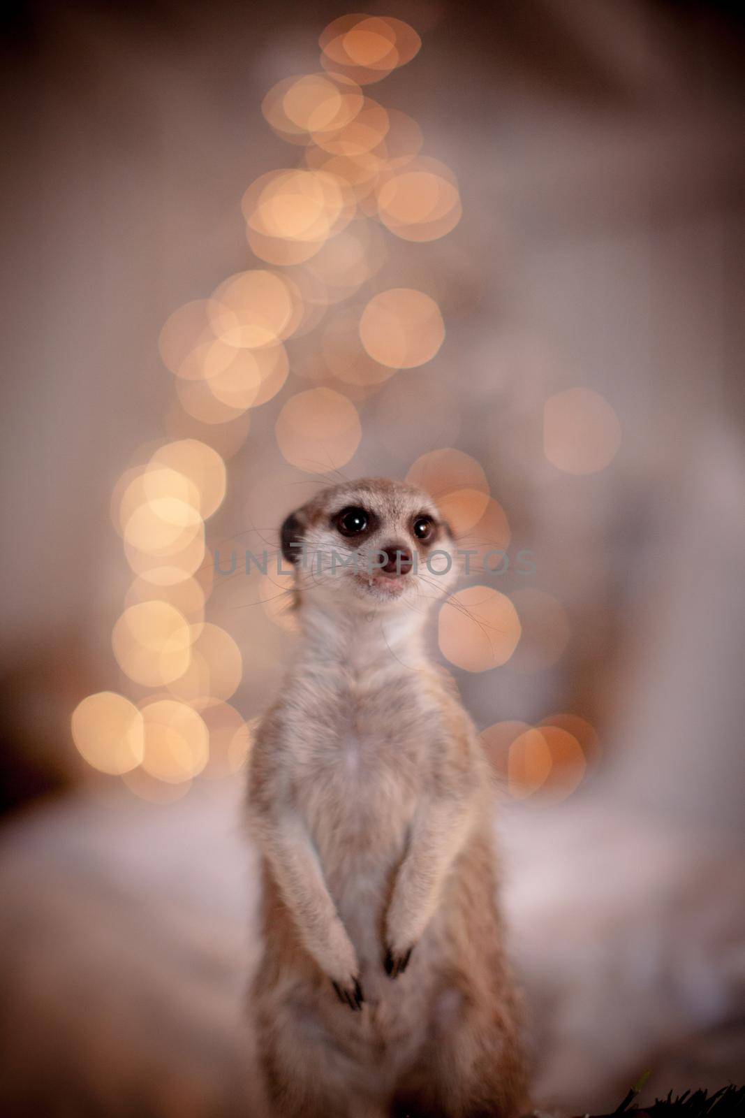 The meerkat or suricate cub in decorated room with Christmass tree. by RosaJay