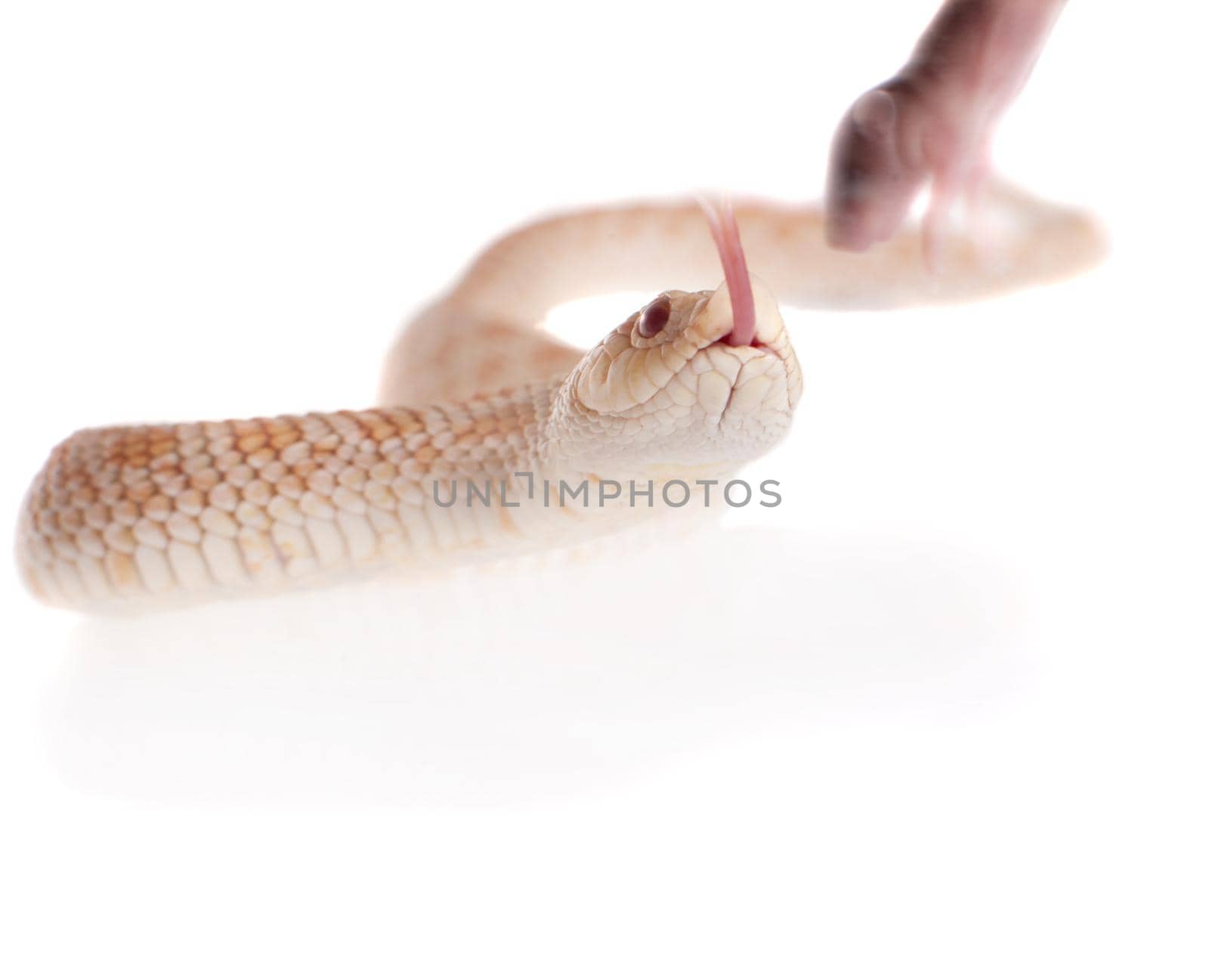 Western hog-nosed snake, Heterodon nasicus against white background by RosaJay