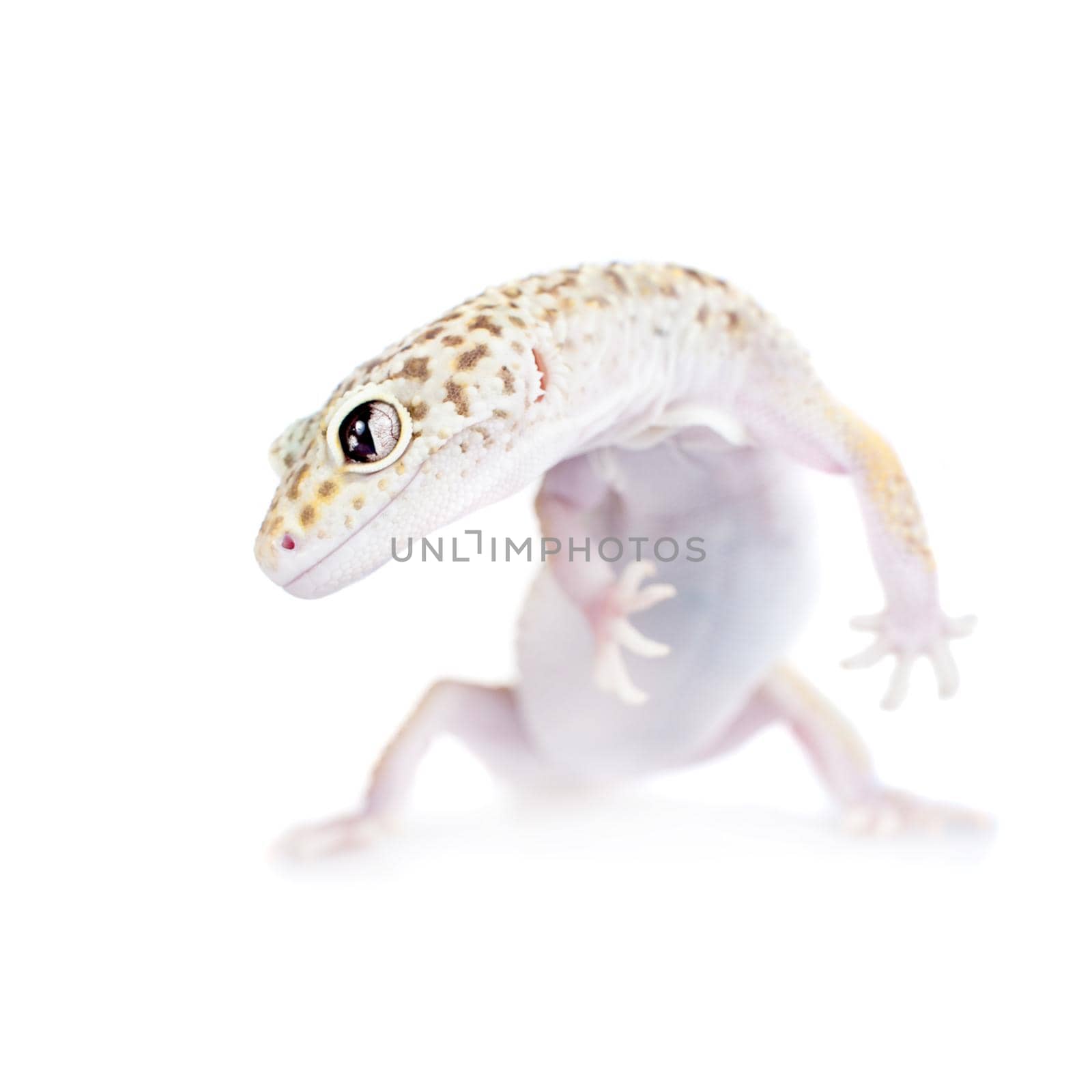 Tangerine Tremper Leopard Gecko on a white background