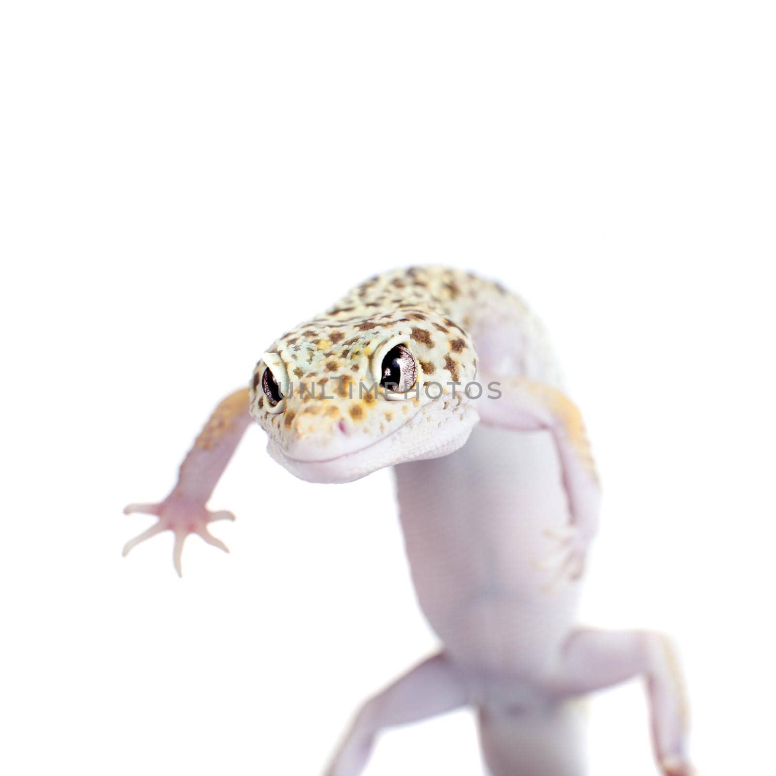 Cute Leopard Gecko on a white background by RosaJay