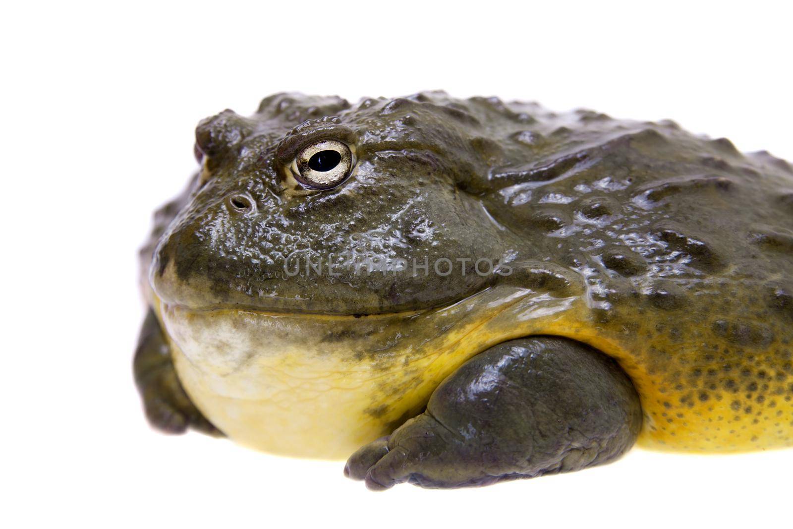 The African bullfrog, Pyxicephalus adspersus, isolated on white background