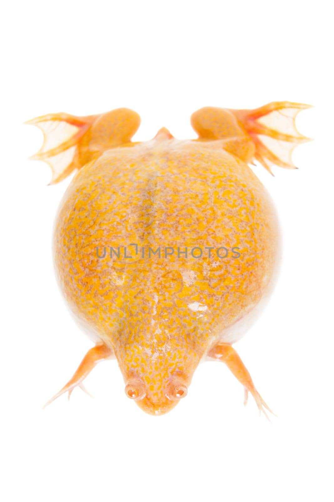 Albino african clawed frog on white background by RosaJay