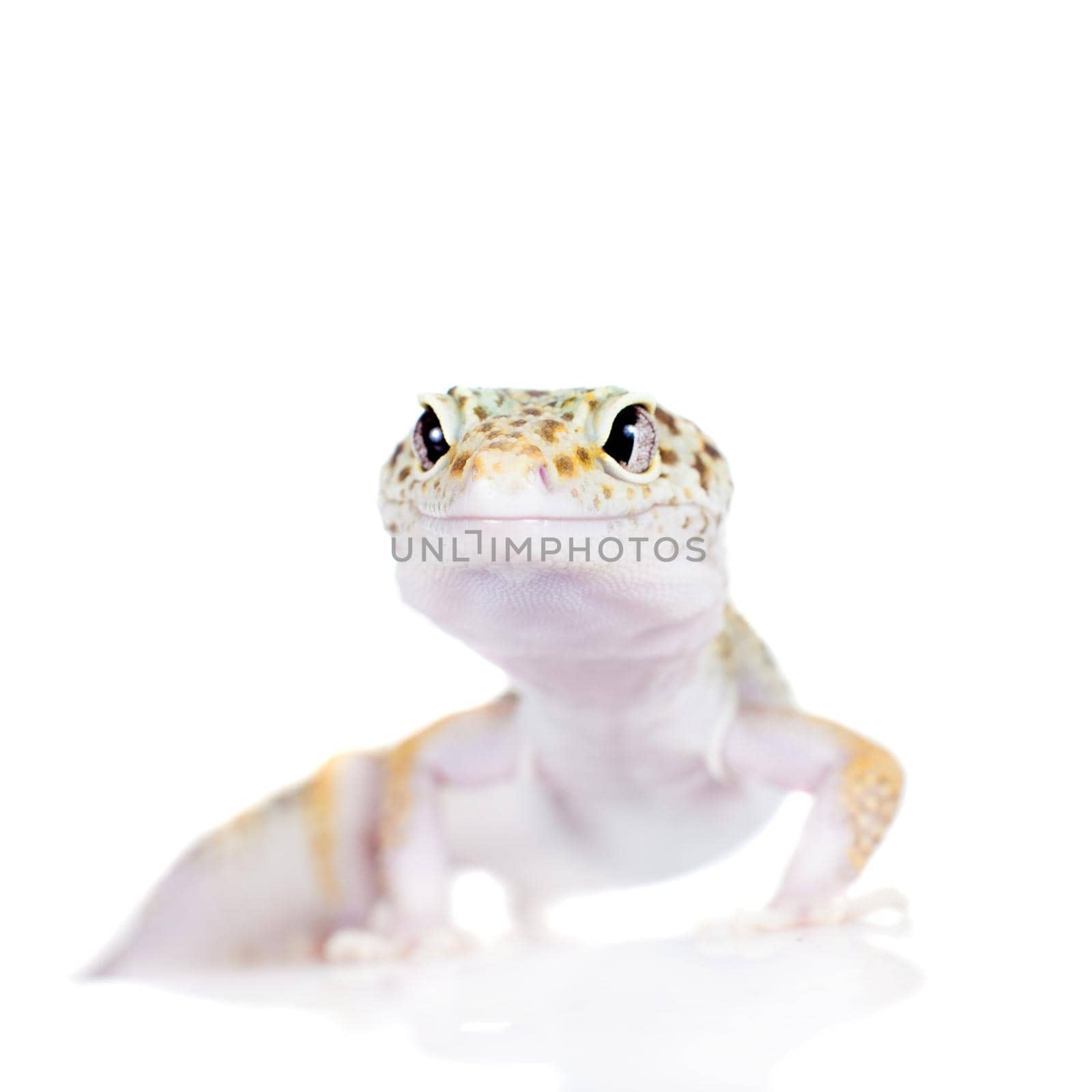 Cute Leopard Gecko on a white background by RosaJay