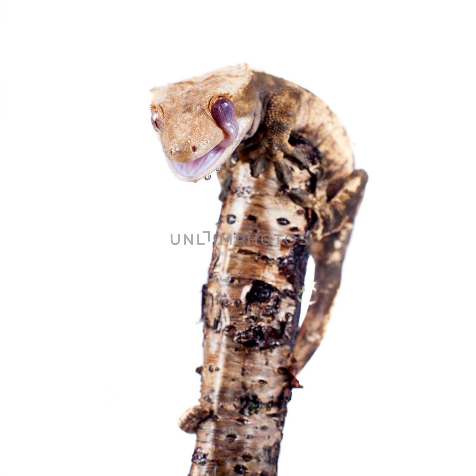 New Caledonian crested gecko, Rhacodactylus ciliatus, isolated on white