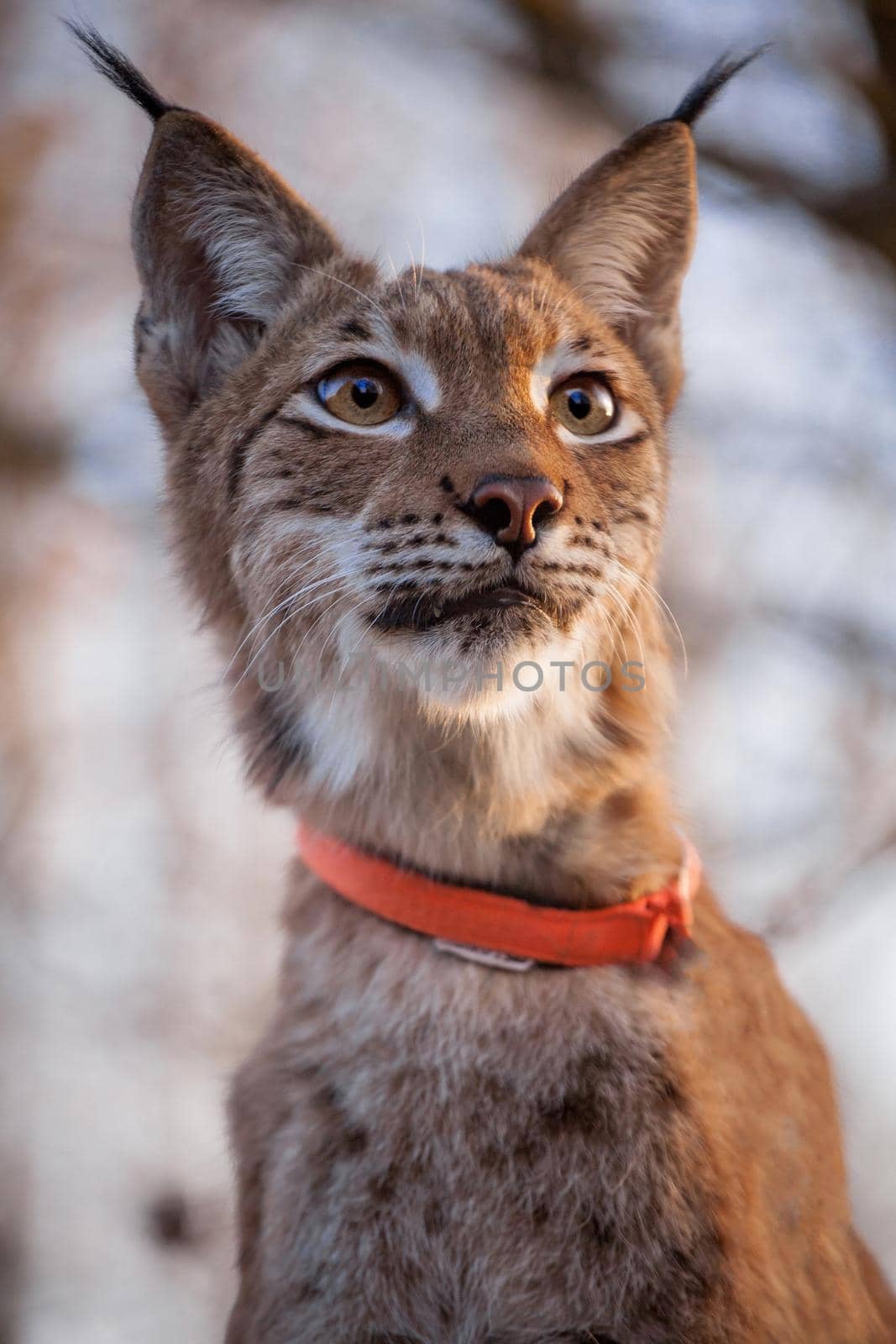 Beautiful Eurasian bobcat, lynx lynx, in autumn forest