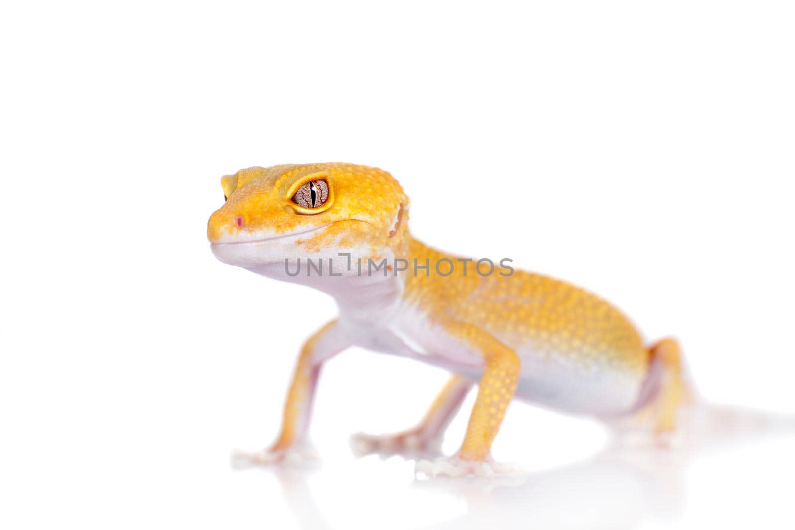 Cute Leopard Gecko on a white background by RosaJay