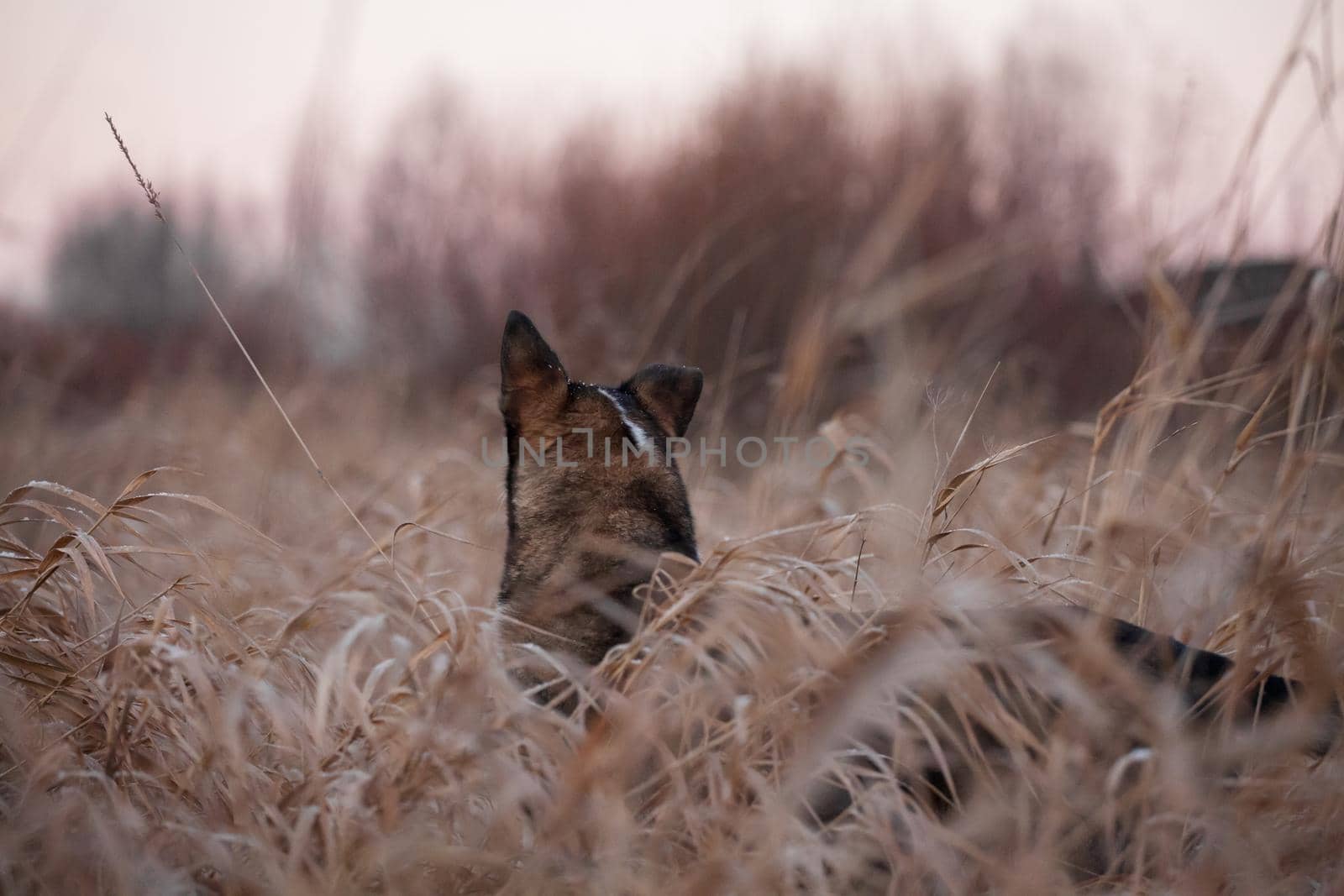 Mixed breed dog in the autumn field by RosaJay