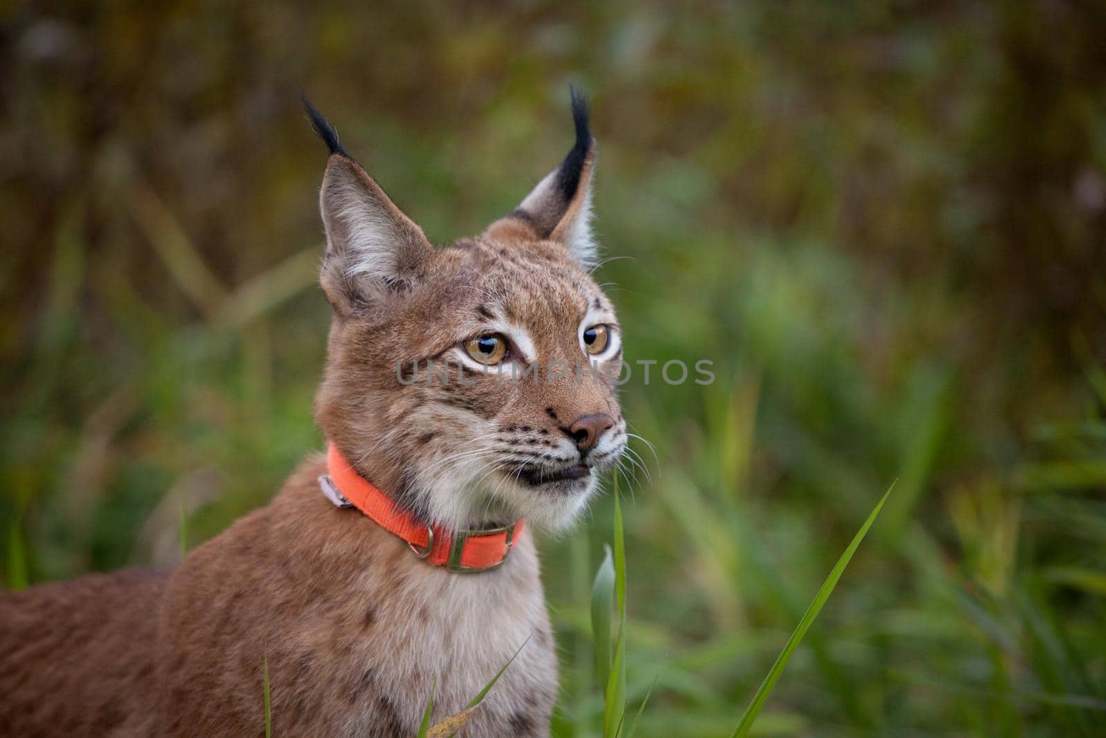 Abordable Eurasian Lynx, portrait in summer field by RosaJay