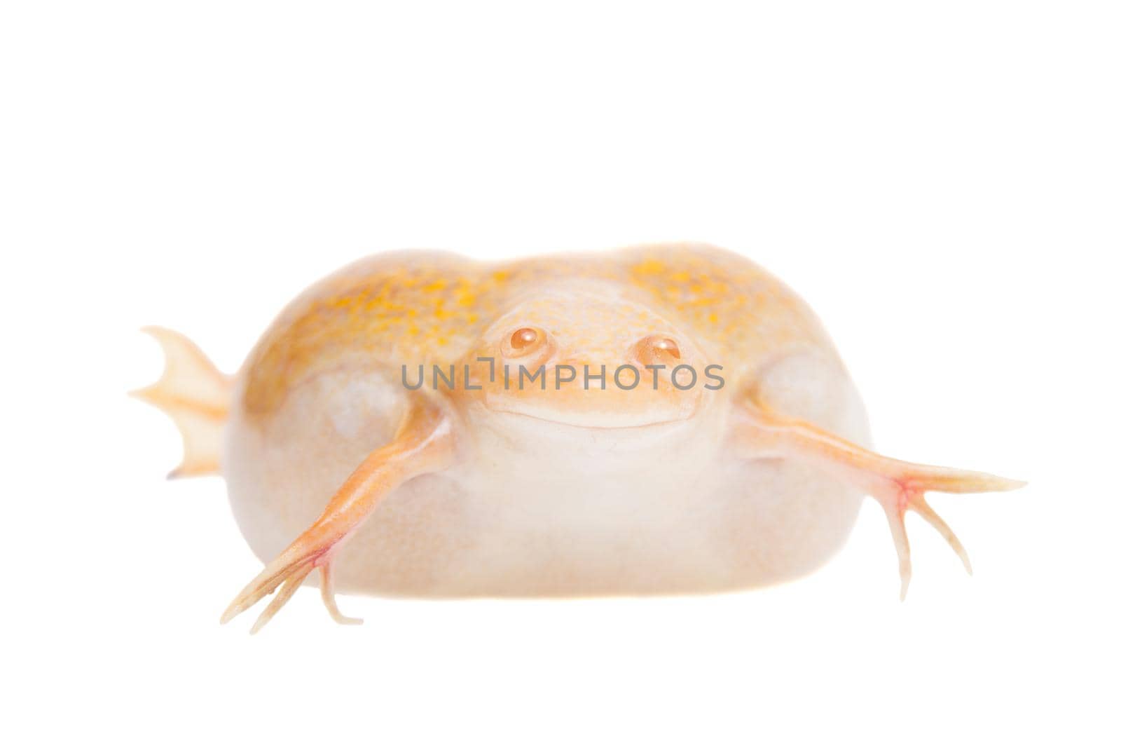Albino african clawed frog on white background by RosaJay