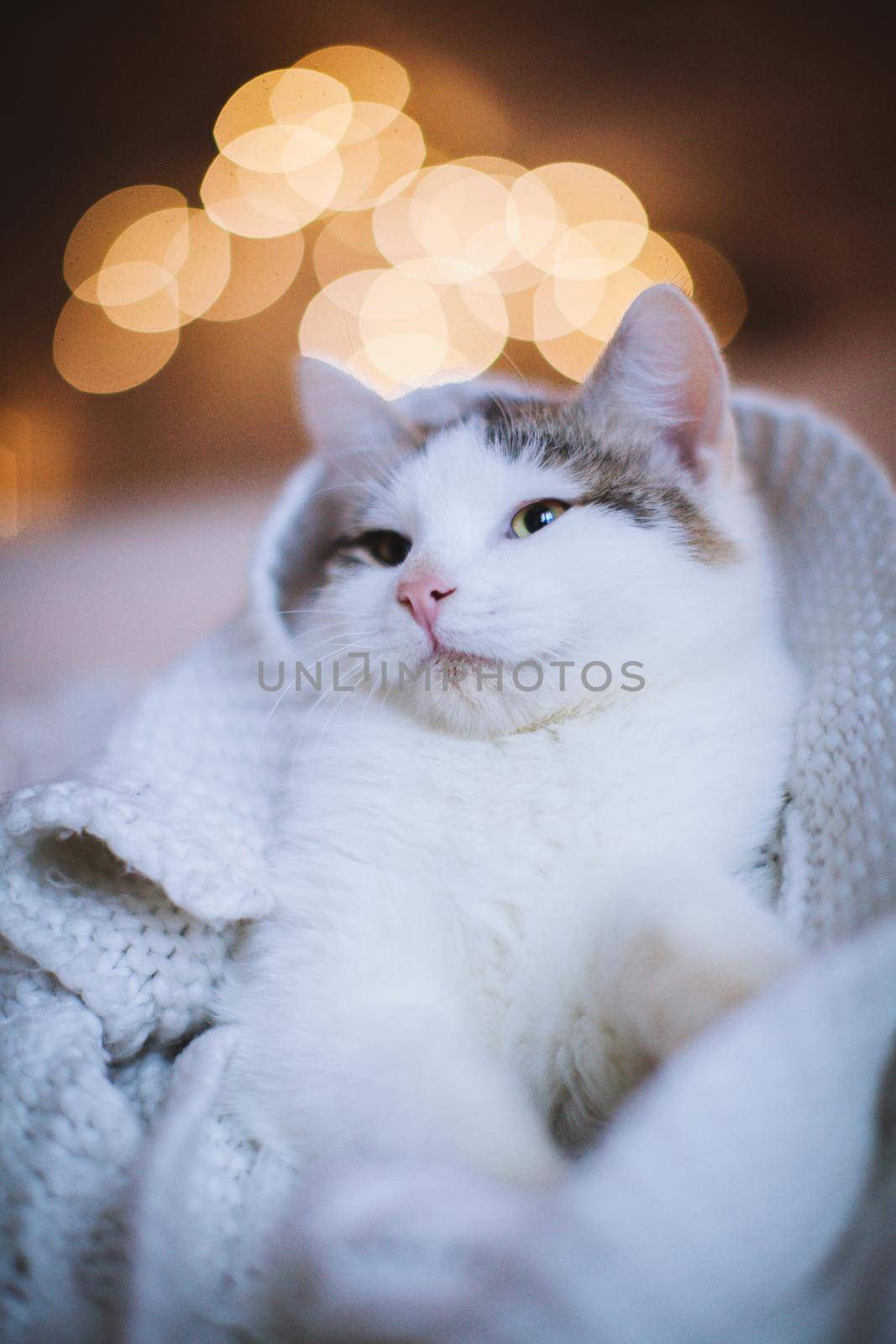 Pretty gray cat, holidays, christmas, new year by RosaJay