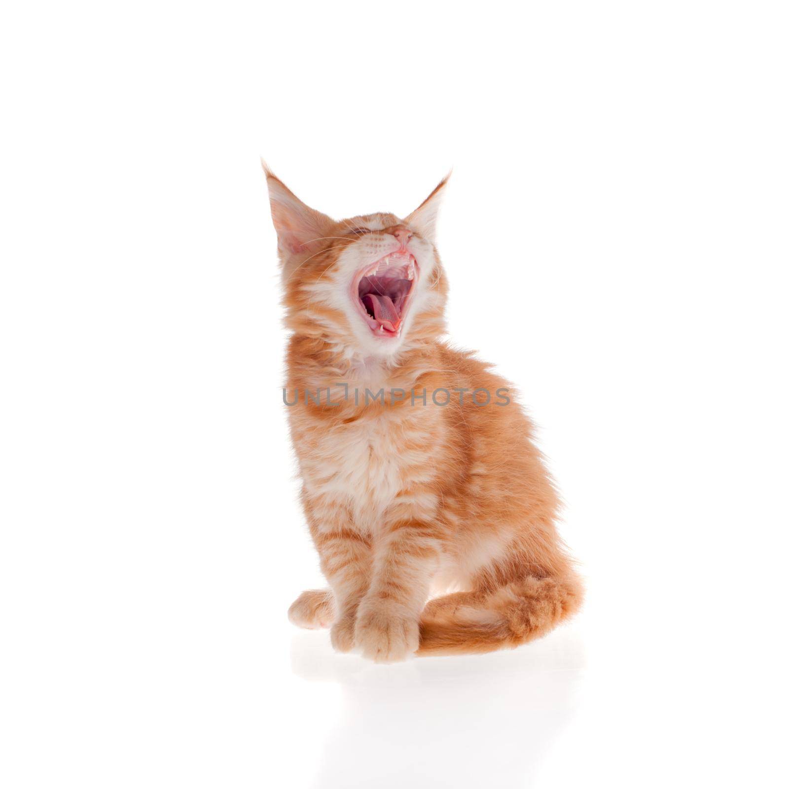 Red Maine Coon cat isolated on white background