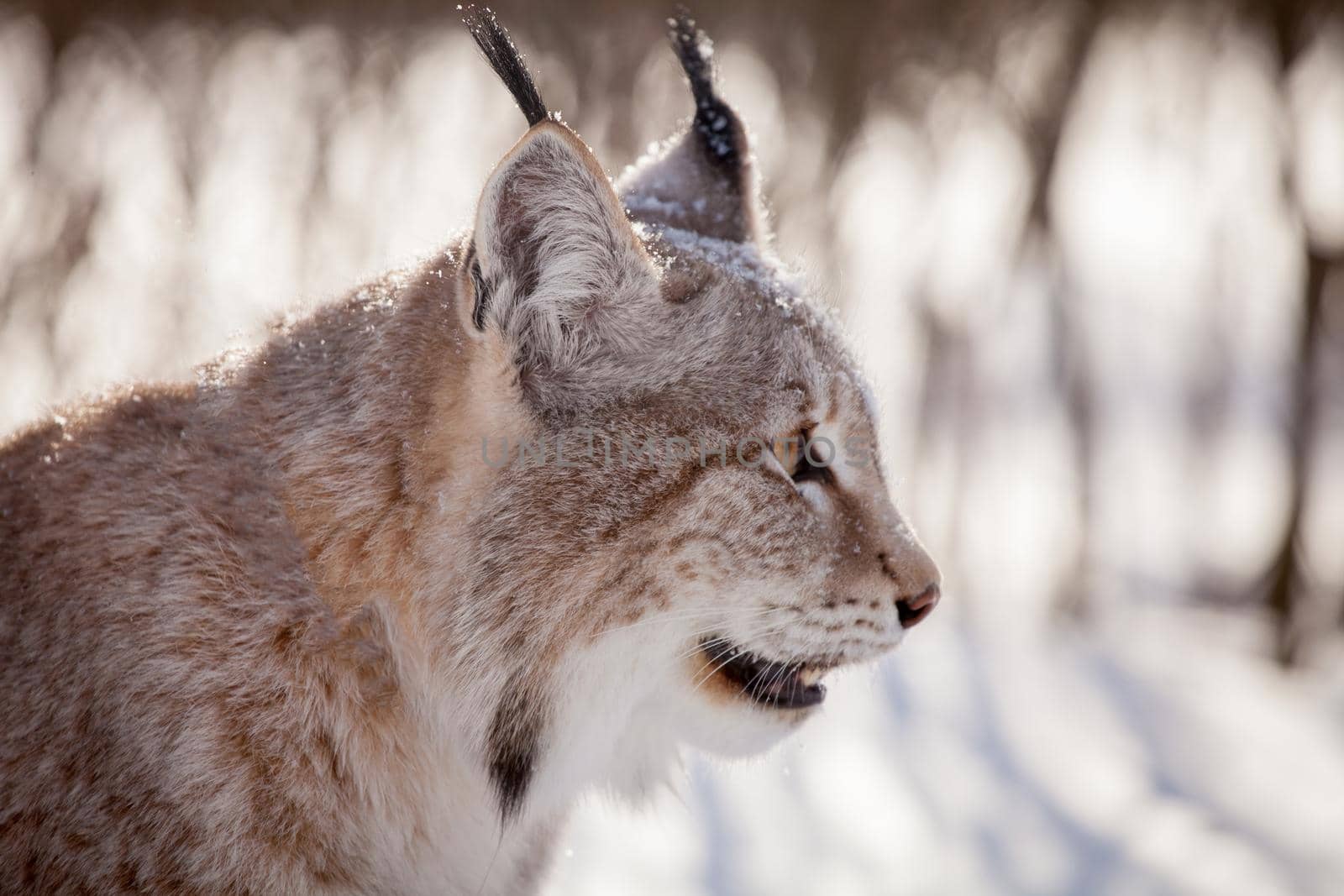 Abordable Eurasian Lynx, portrait in winter field by RosaJay