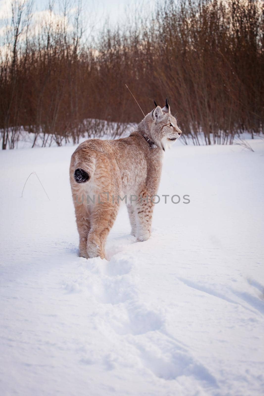 Abordable Eurasian Lynx, portrait in winter field by RosaJay