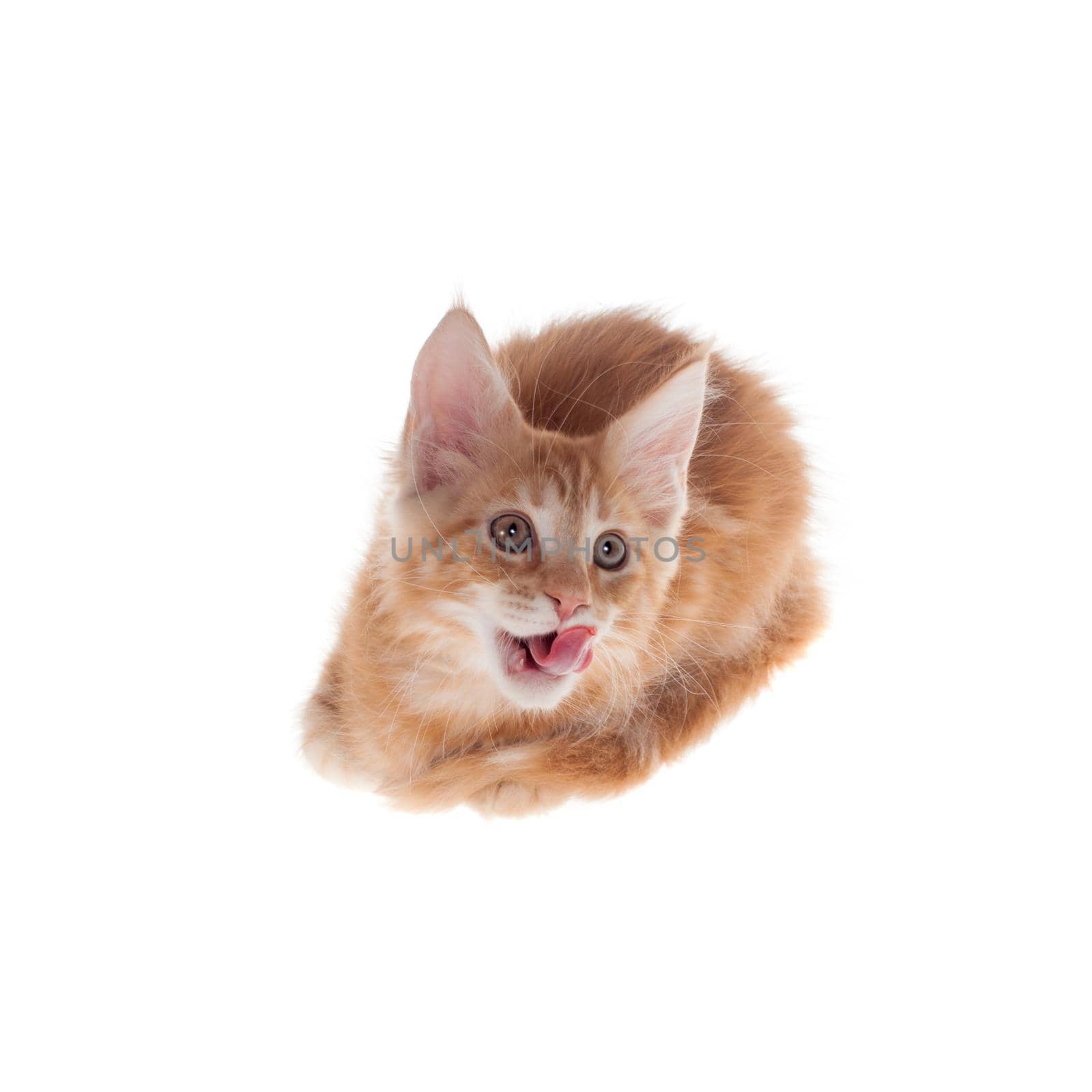 Red Maine Coon cat isolated on white background