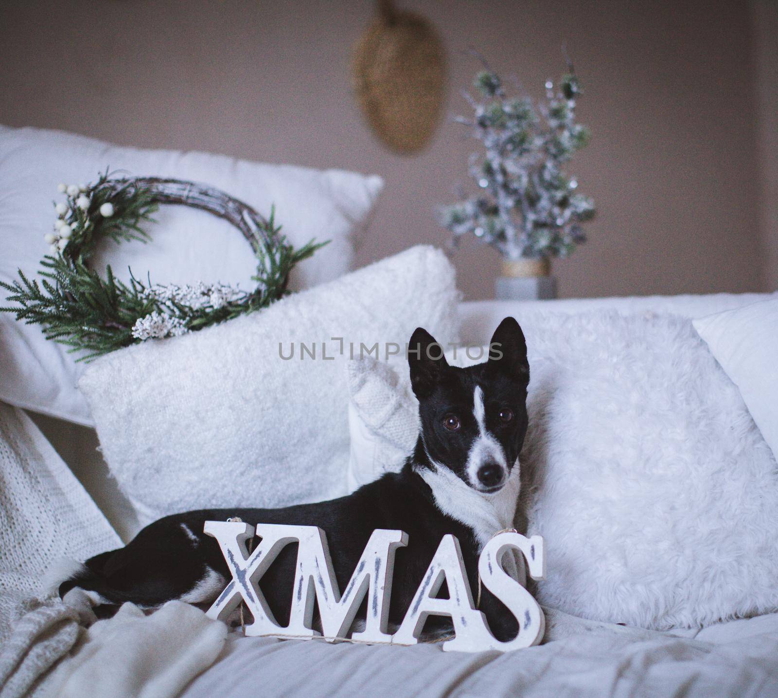 Pretty black basenji dog in christmas decorations by RosaJay