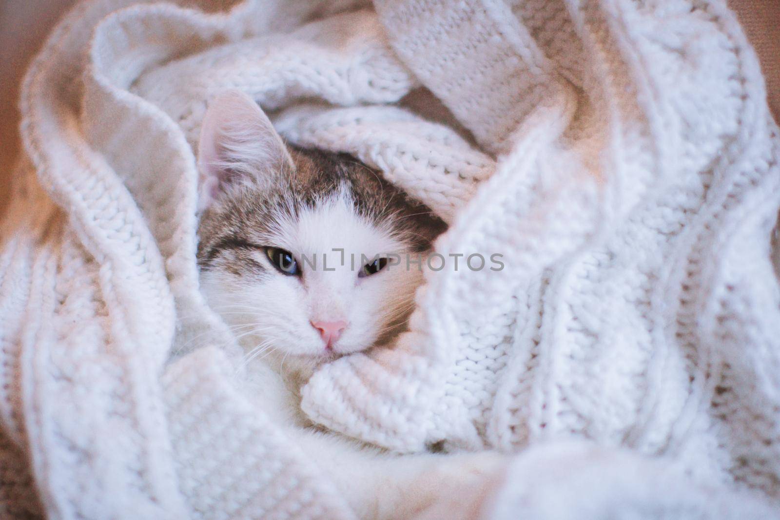 Pretty mixed breed gray cat in christmas or new year's decorations