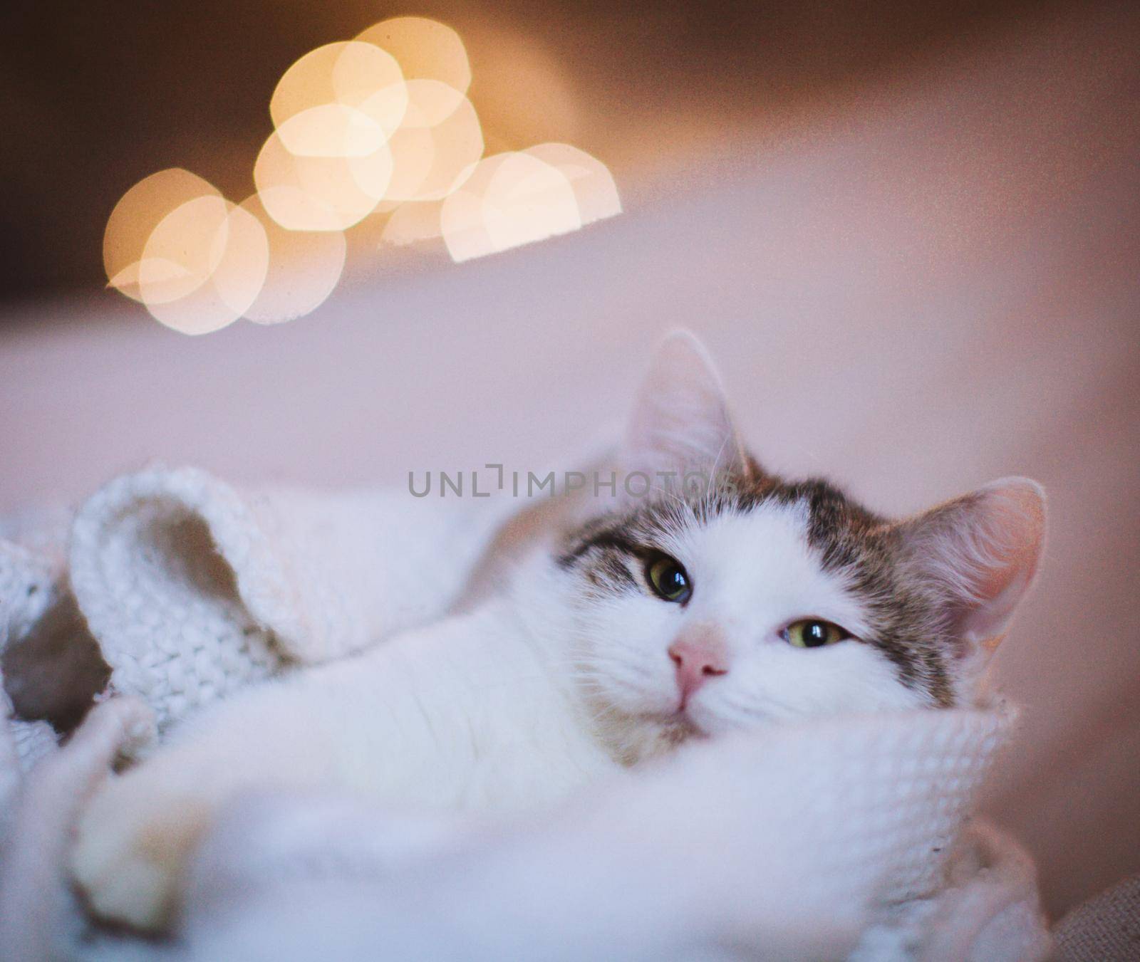 Pretty mixed breed gray cat in christmas or new year's decorations