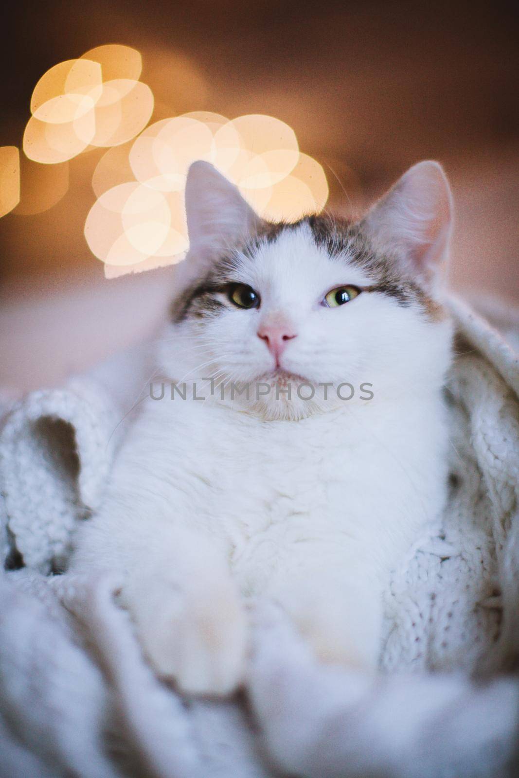 Pretty gray cat, holidays, christmas, new year by RosaJay