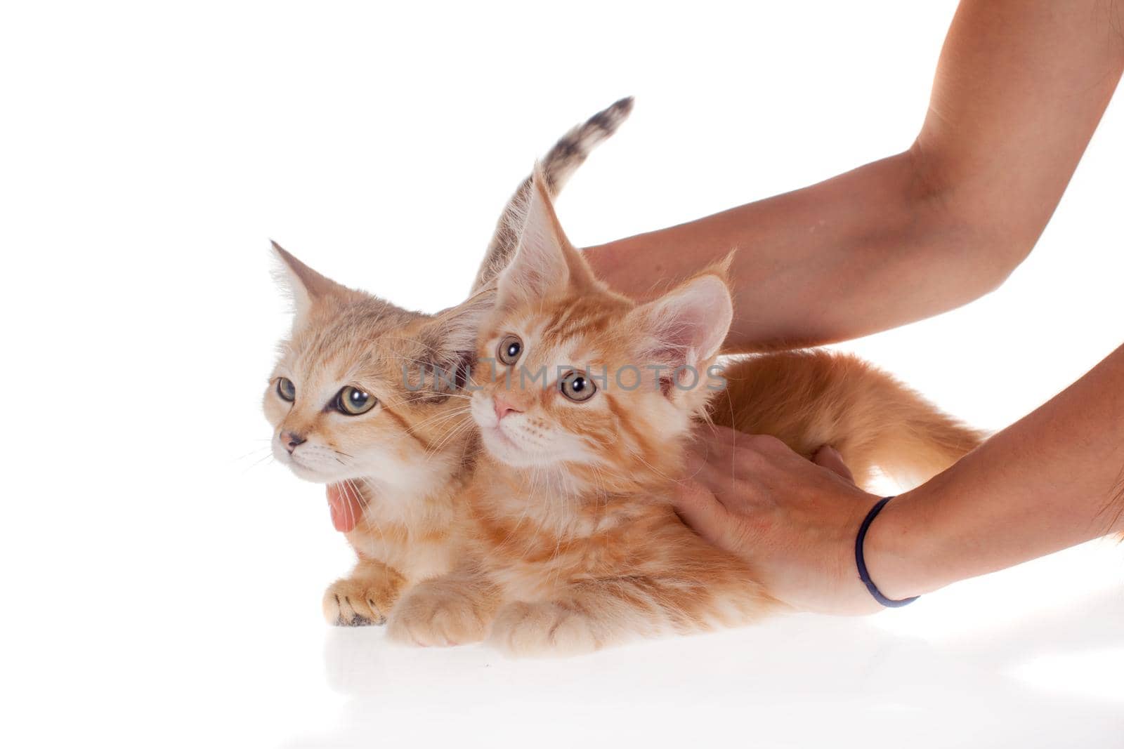 Red Maine Coon and Sand dune kittens isoated on white by RosaJay