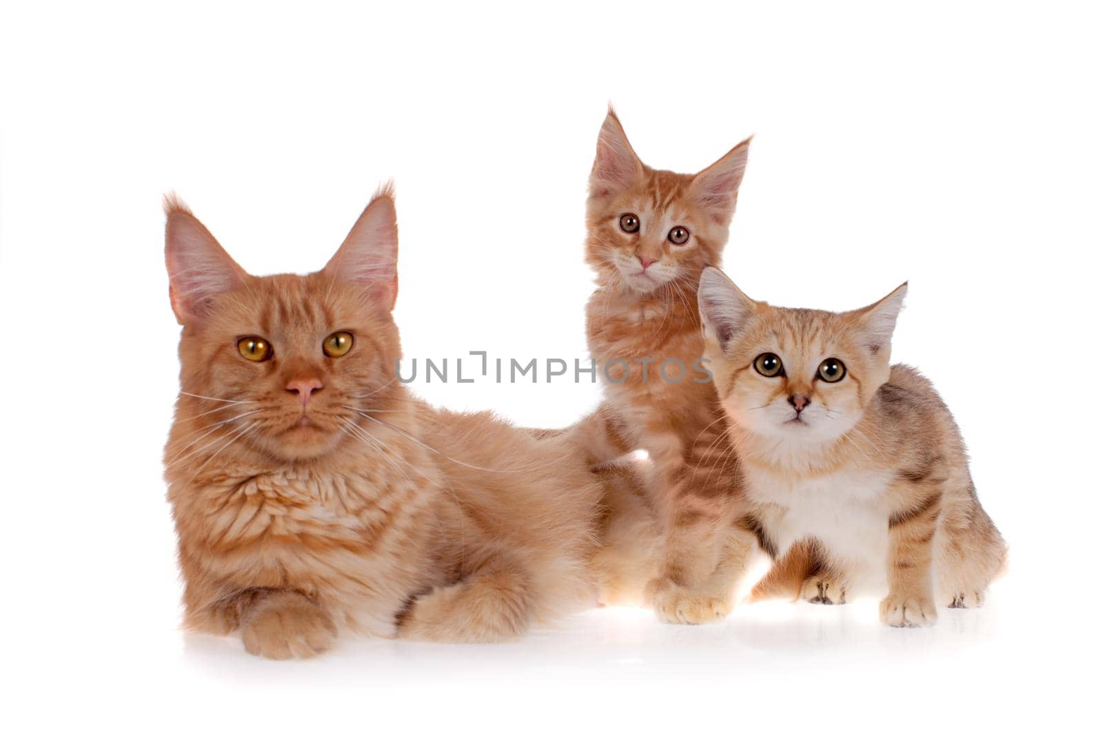 Red Maine Coon cat and Sand dune cat isolated on white background