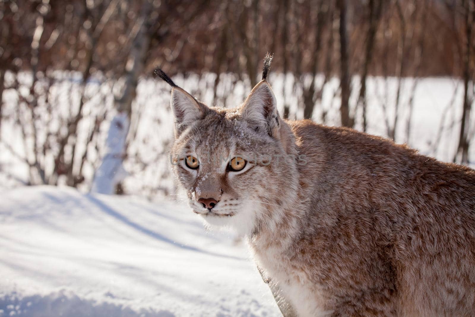 Abordable Eurasian Lynx, portrait in winter field by RosaJay