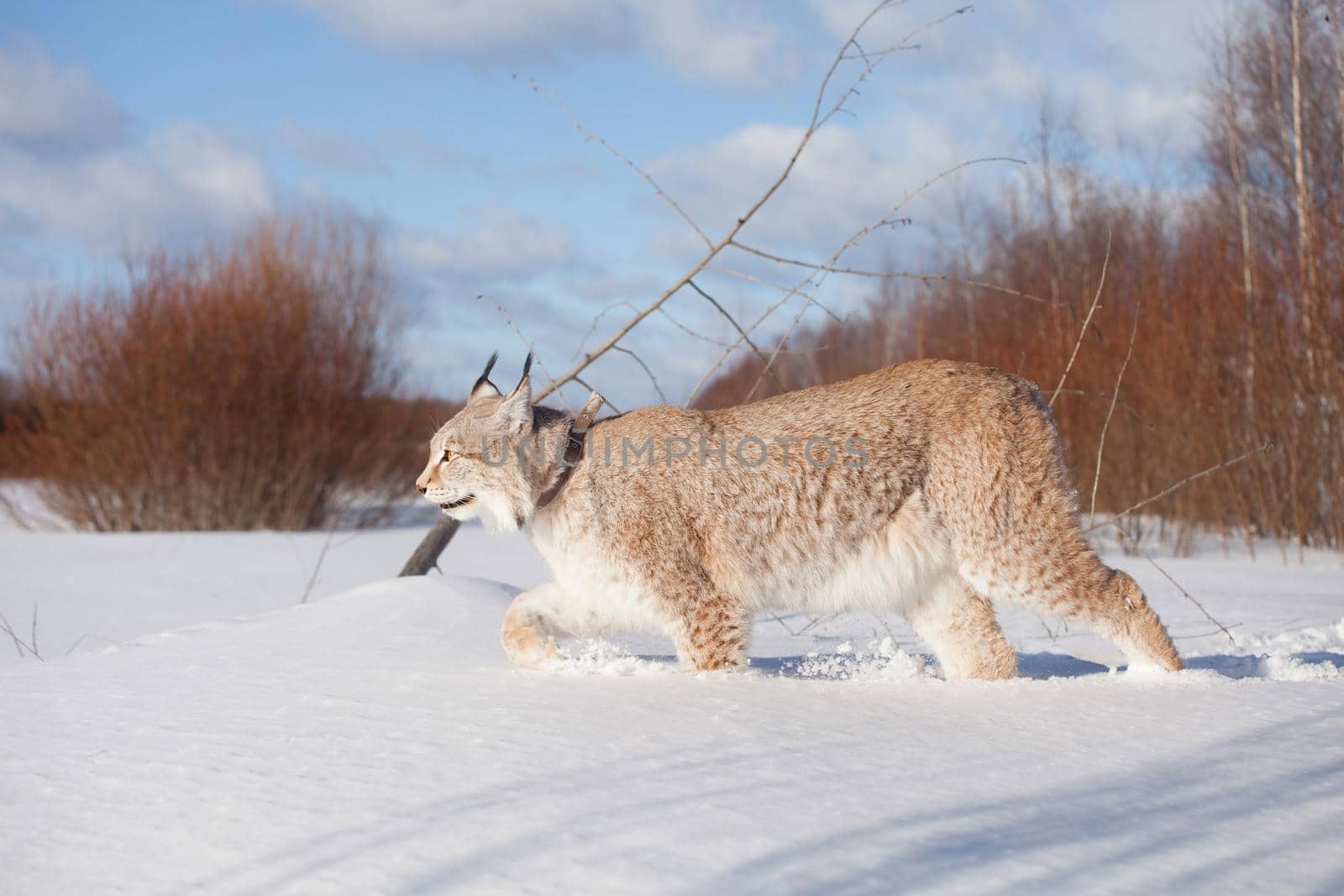 Abordable Eurasian Lynx, portrait in winter field by RosaJay