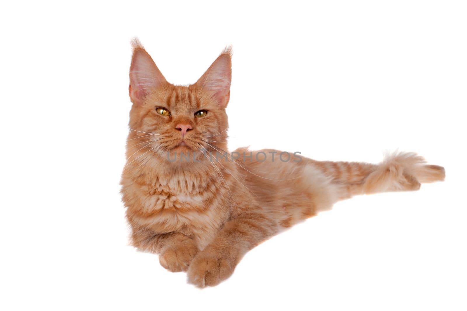 Red Maine Coon cat isolated on white by RosaJay