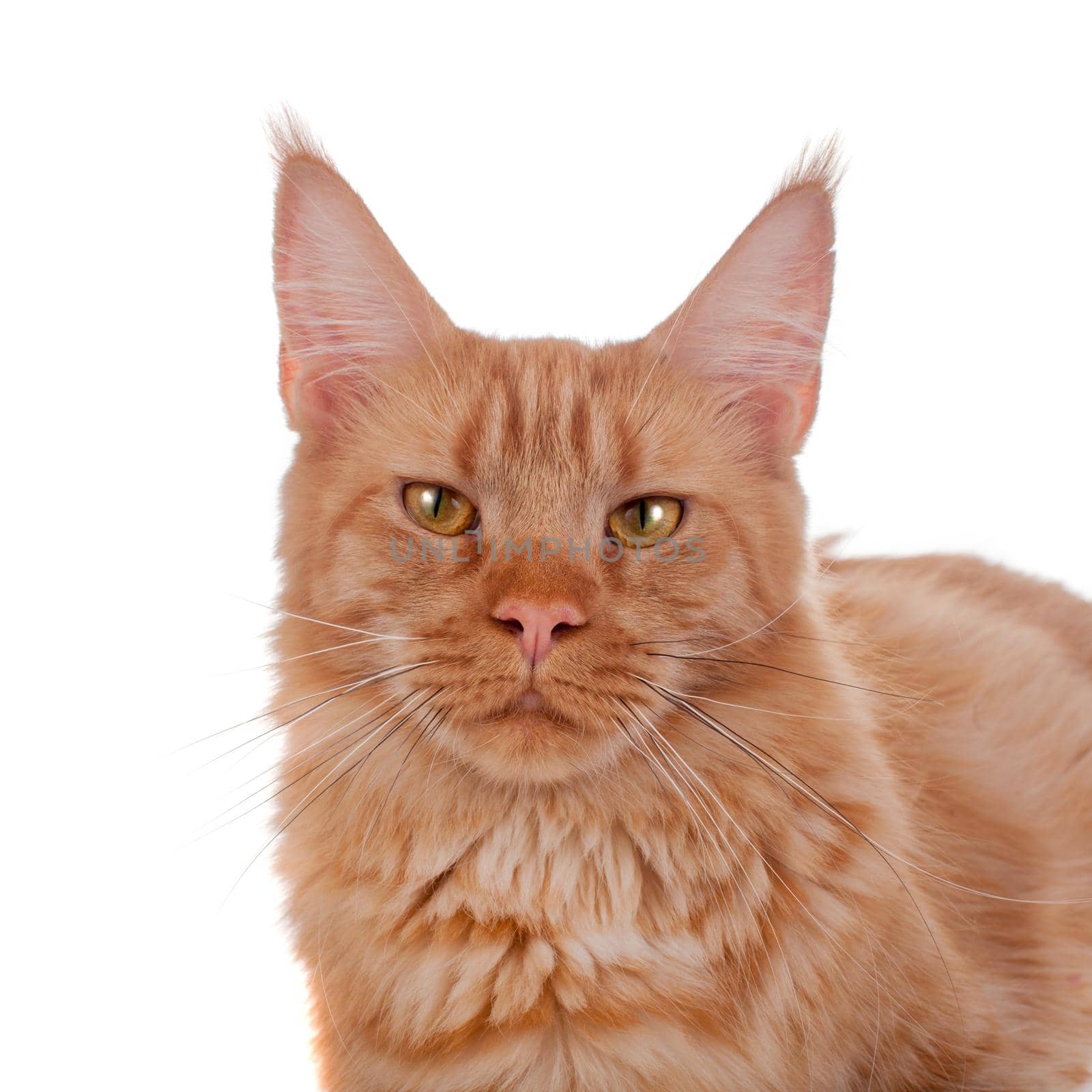 Red Maine Coon cat isolated on white by RosaJay