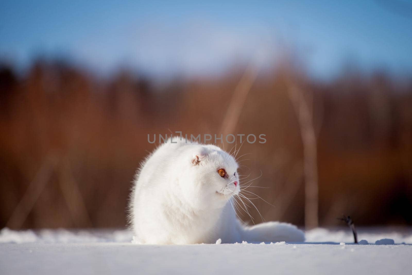 White cottish Fold cat portrait in winter field