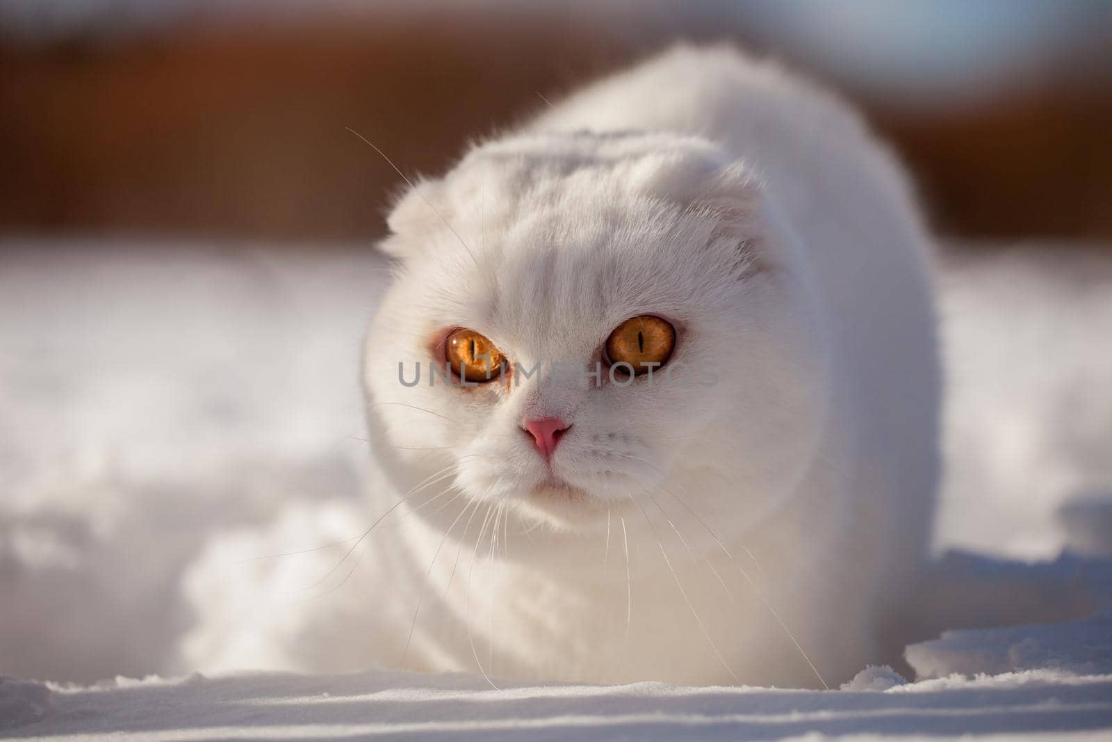 Scottish Fold cat, portrait in winter field by RosaJay