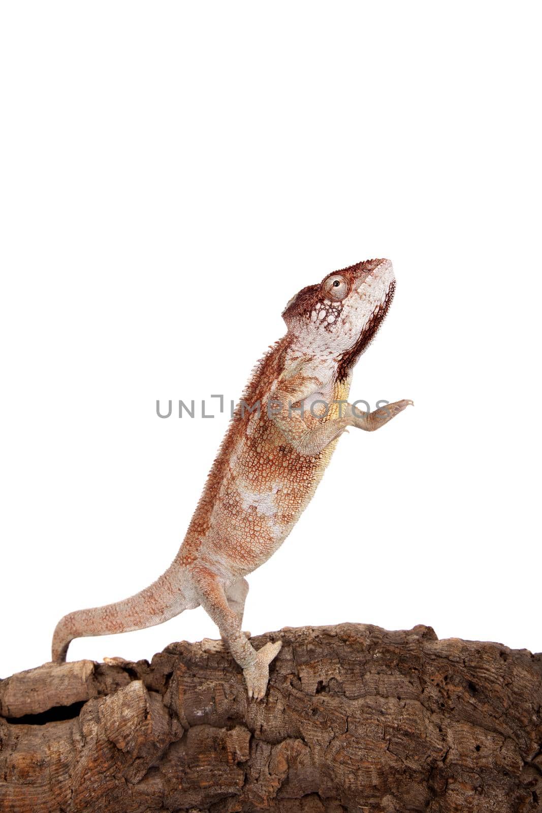 The Oustalet's or Malagasy giant chameleon, Furcifer oustaleti, female isolated on white