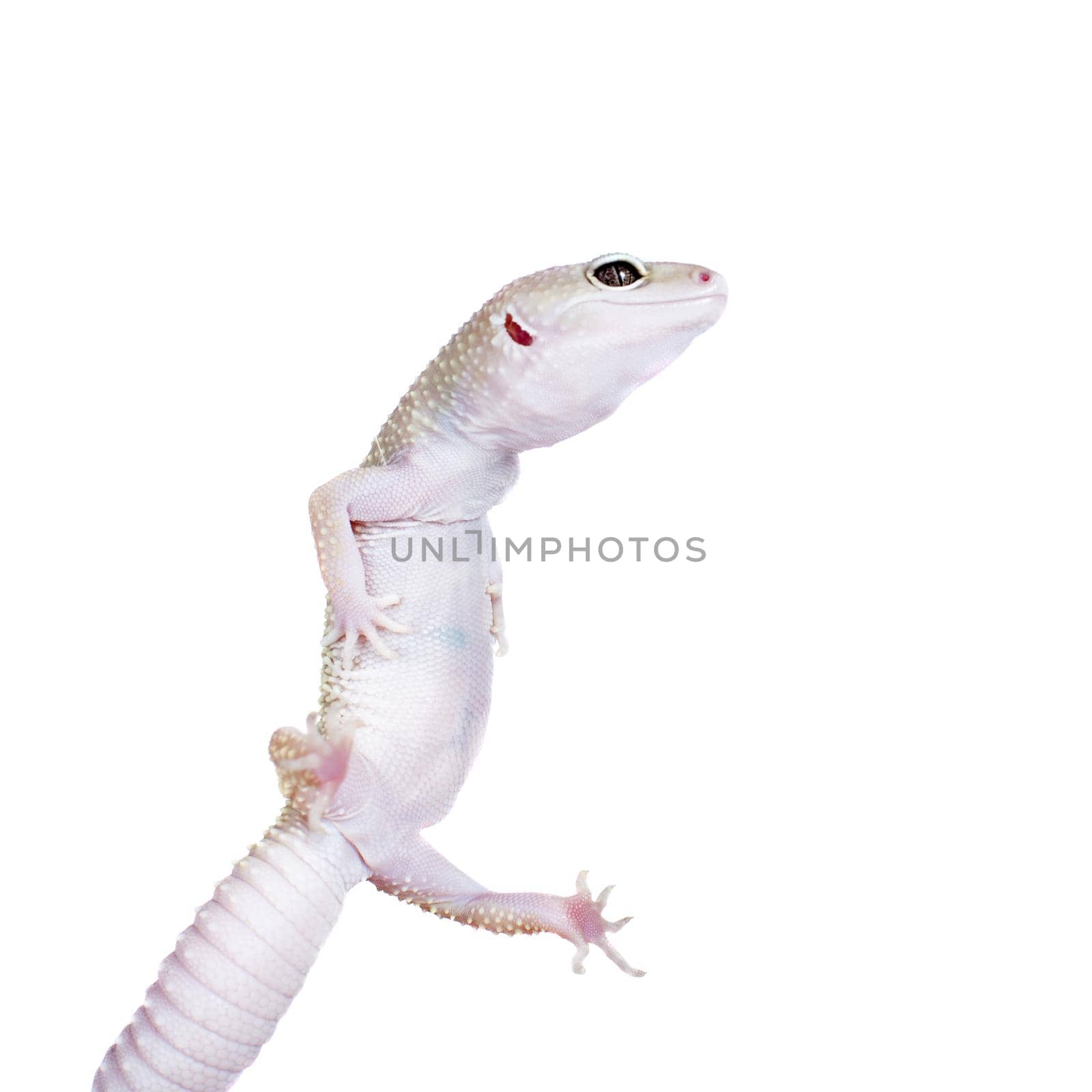 Leopard Gecko dancing on a white background by RosaJay