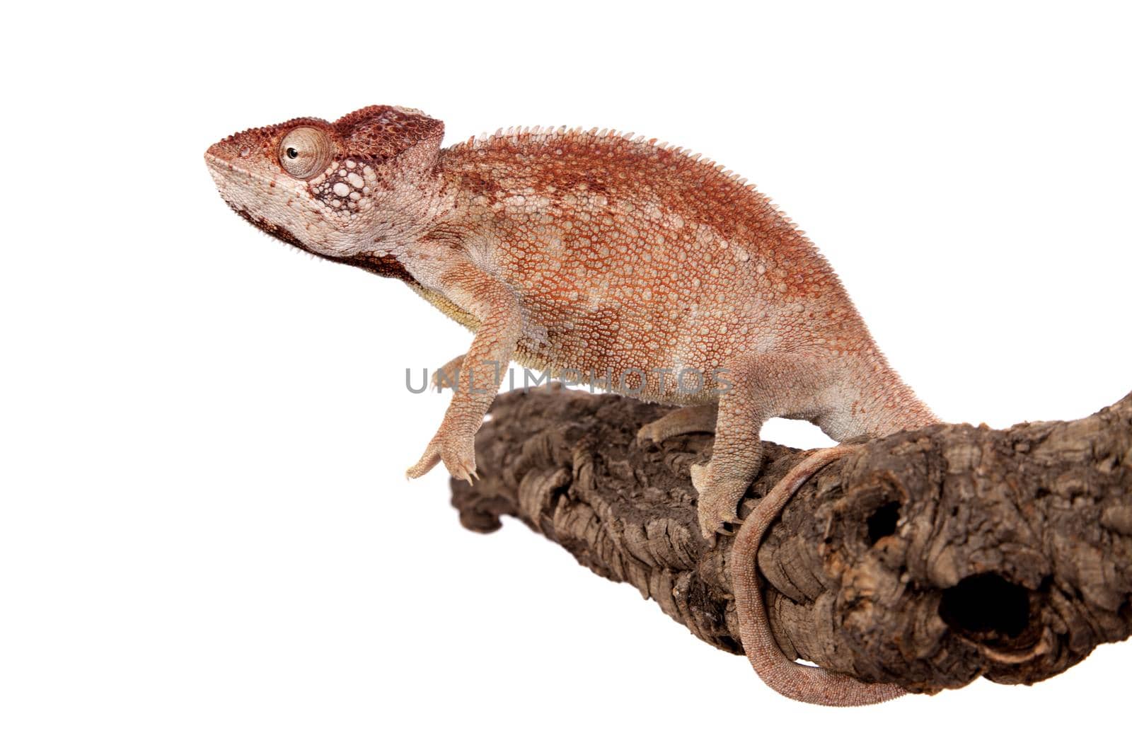 The Oustalet's or Malagasy giant chameleon, Furcifer oustaleti, female isolated on white