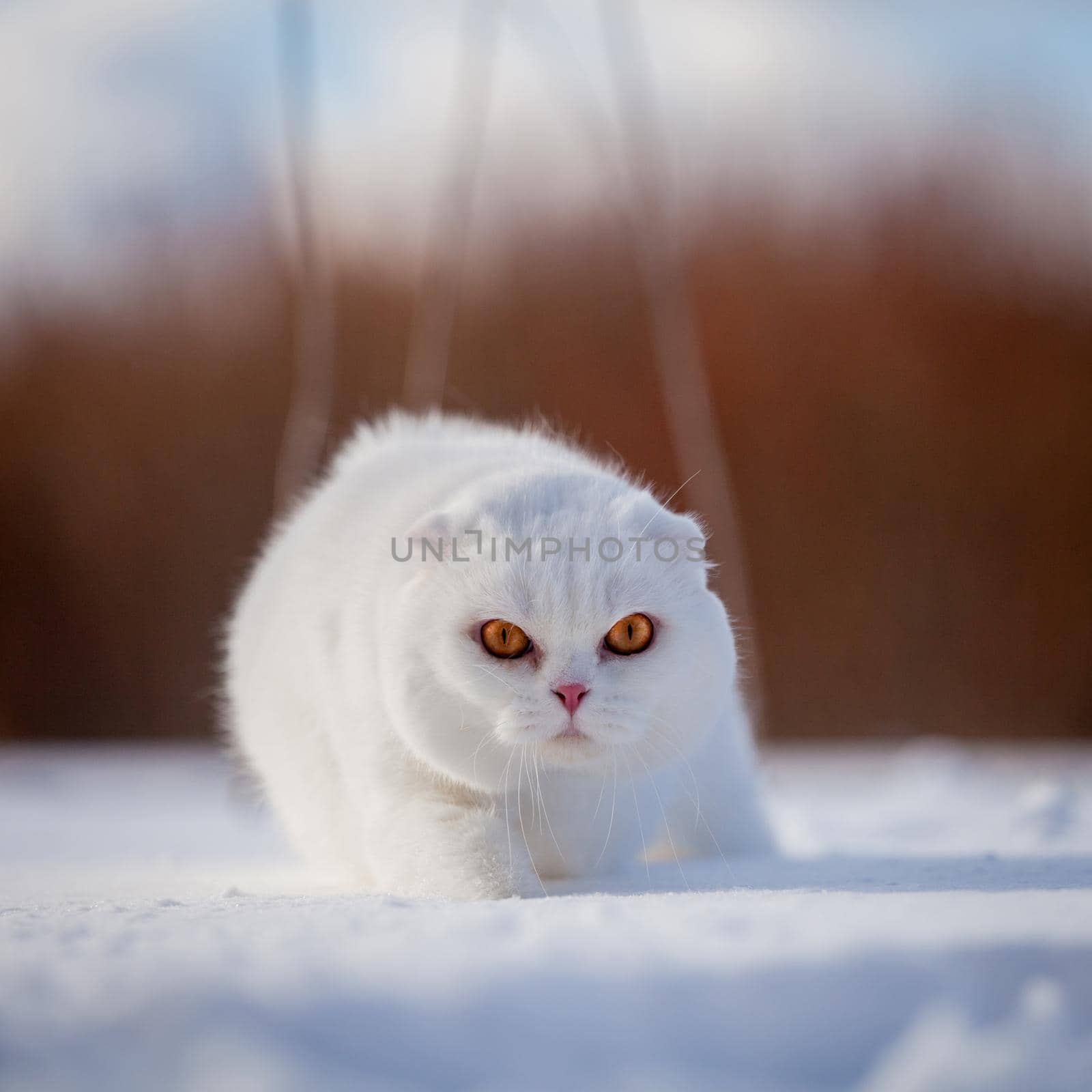 Scottish Fold cat, portrait in winter field by RosaJay