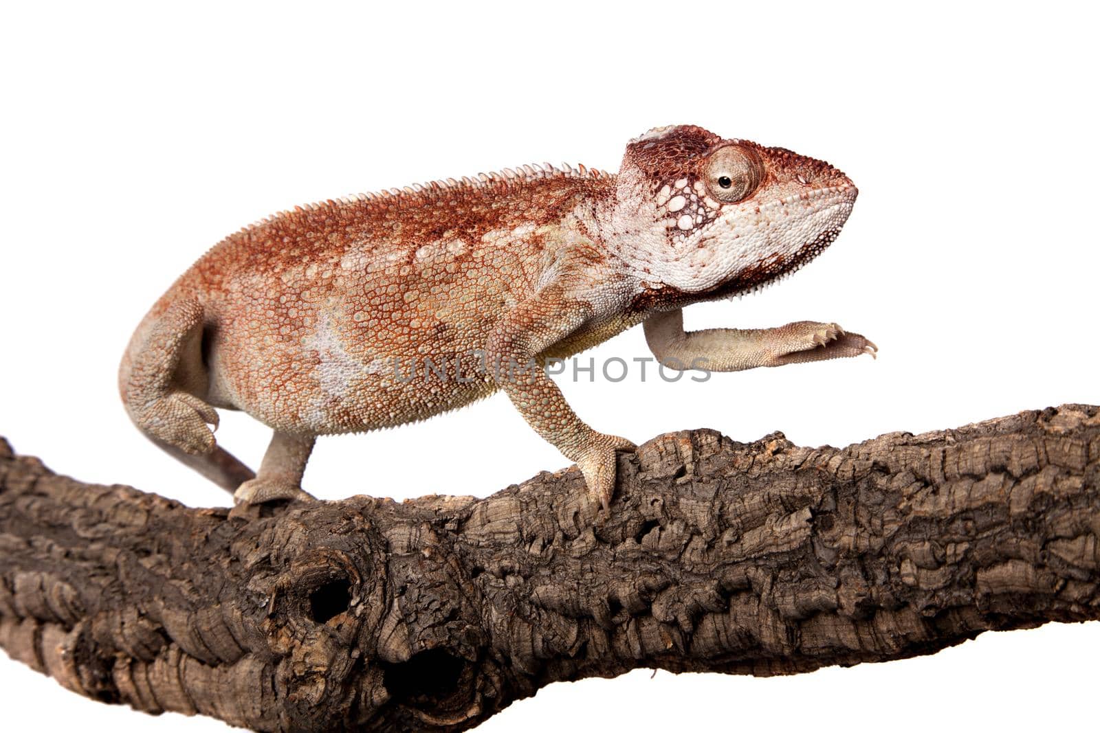 The Oustalet's or Malagasy giant chameleon, Furcifer oustaleti, female isolated on white