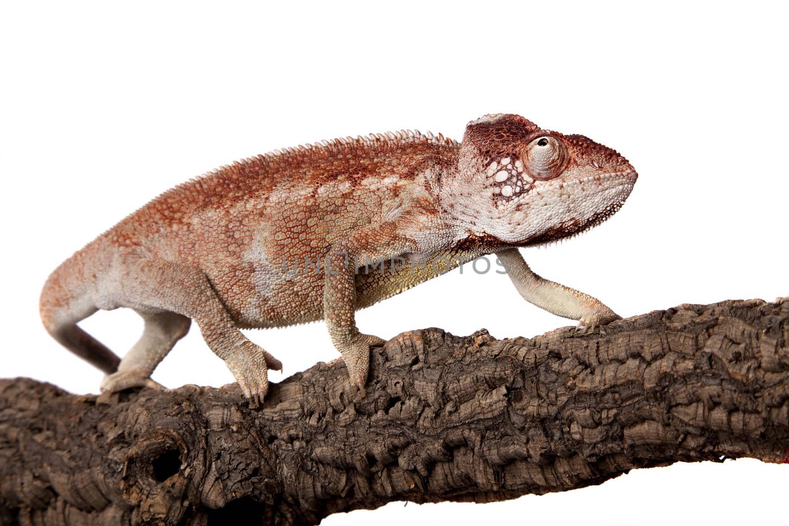 The Oustalets or Malagasy giant chameleon on white by RosaJay