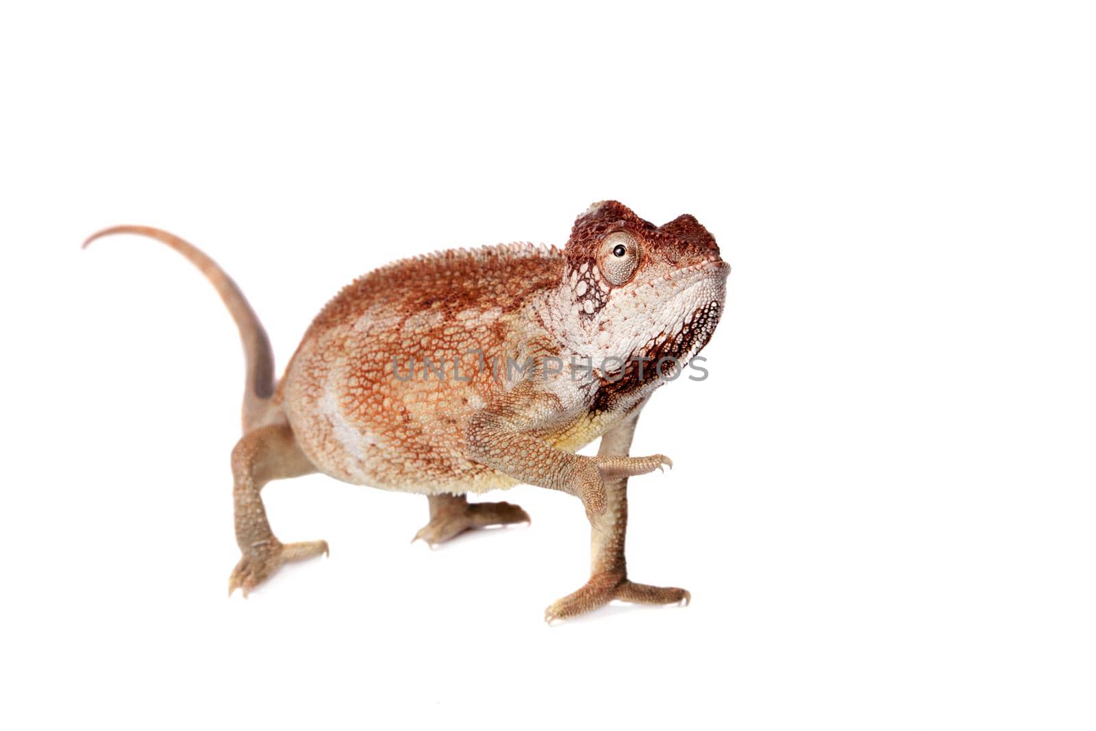 The Oustalet's or Malagasy giant chameleon, Furcifer oustaleti, female isolated on white