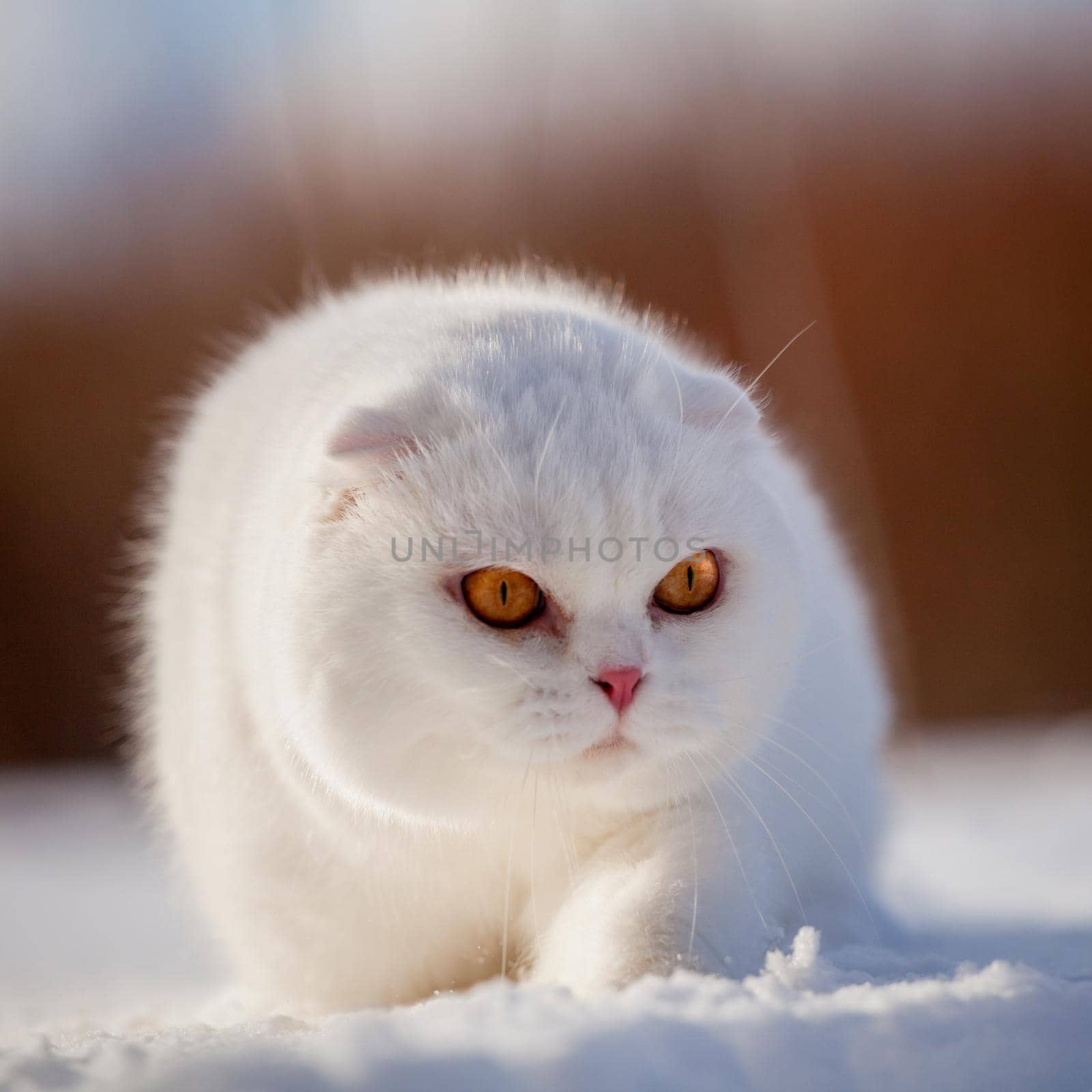 White cottish Fold cat portrait in winter field