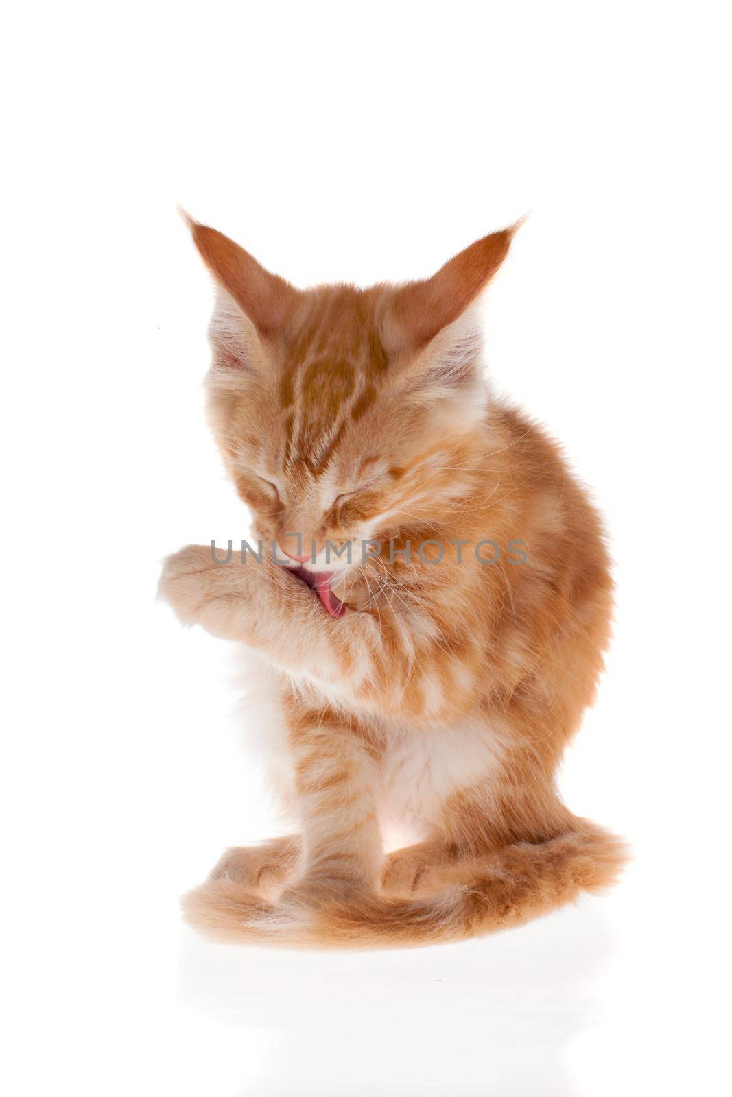 Red Maine Coon cat isolated on white background