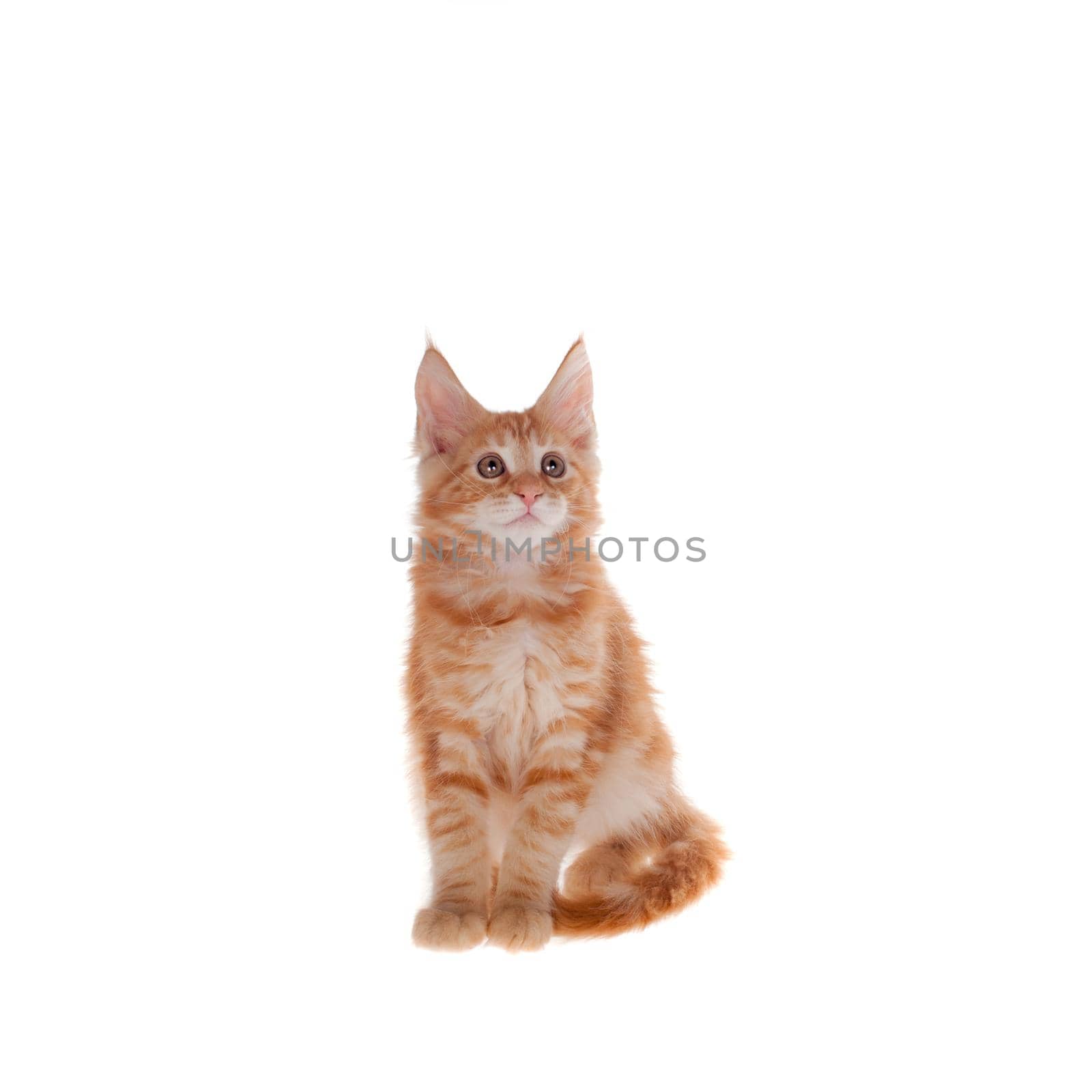 Red Maine Coon cat isoated on white by RosaJay